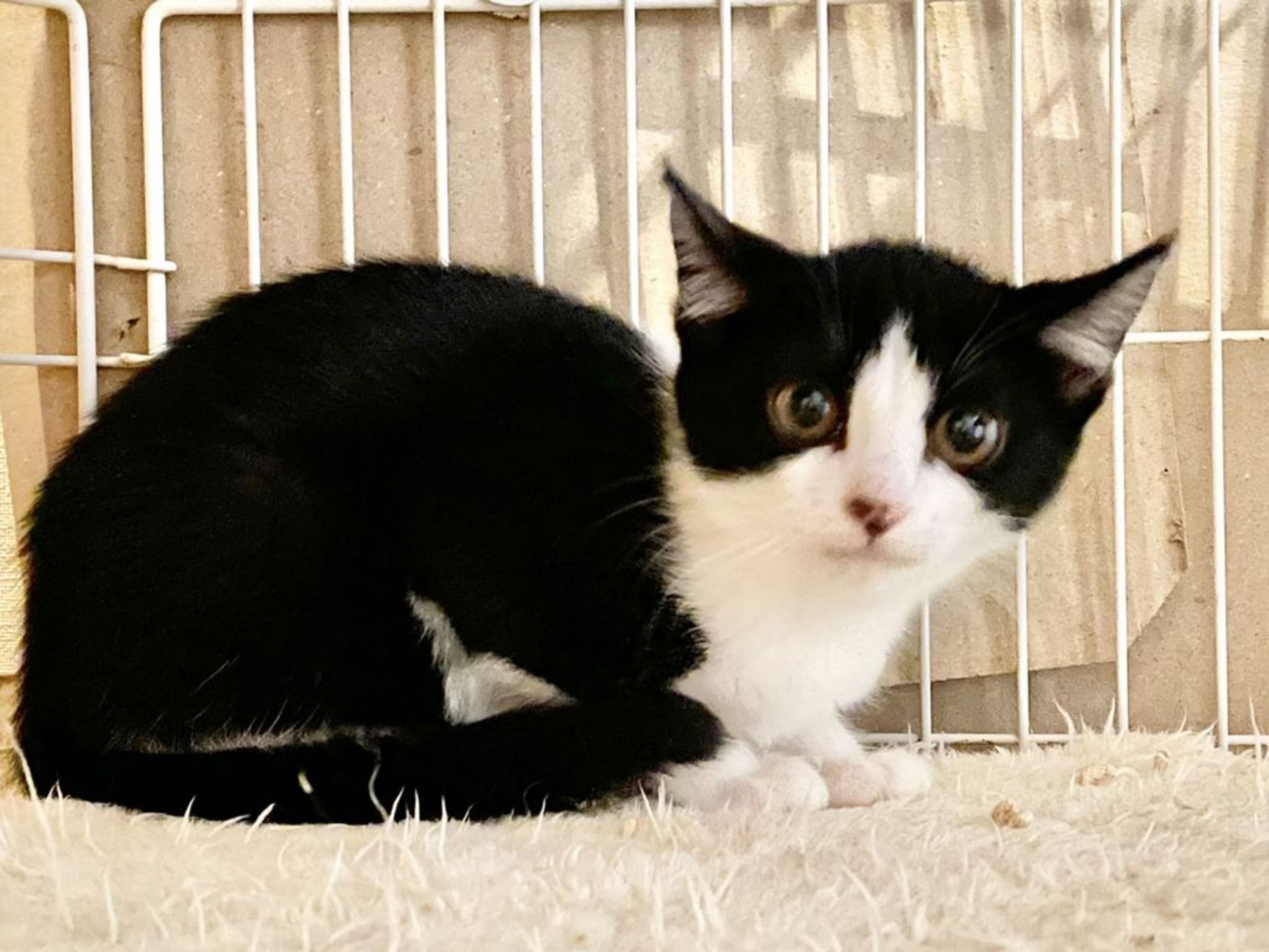 pet-image-2