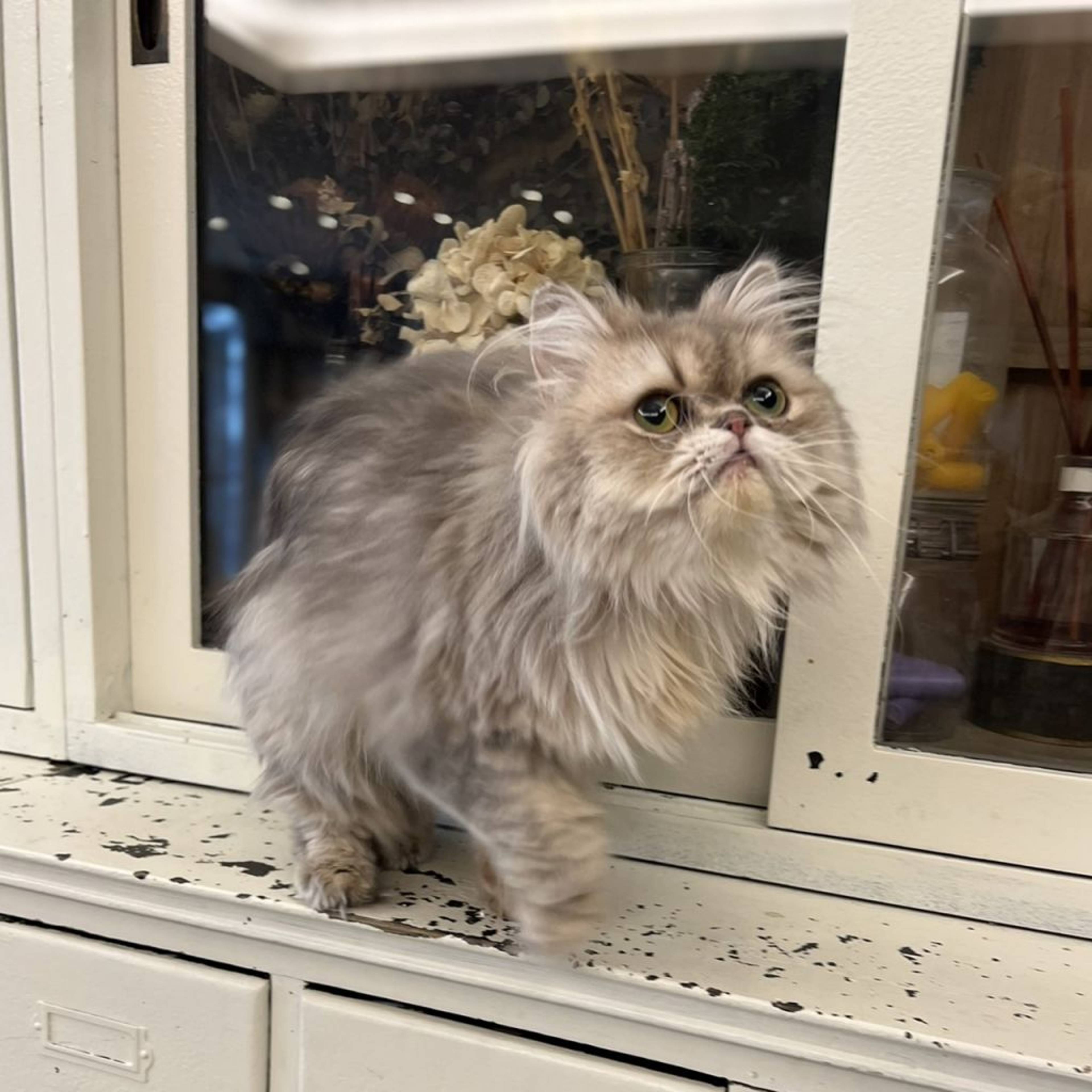 エキゾチックショートヘア・メスの里親募集の写真