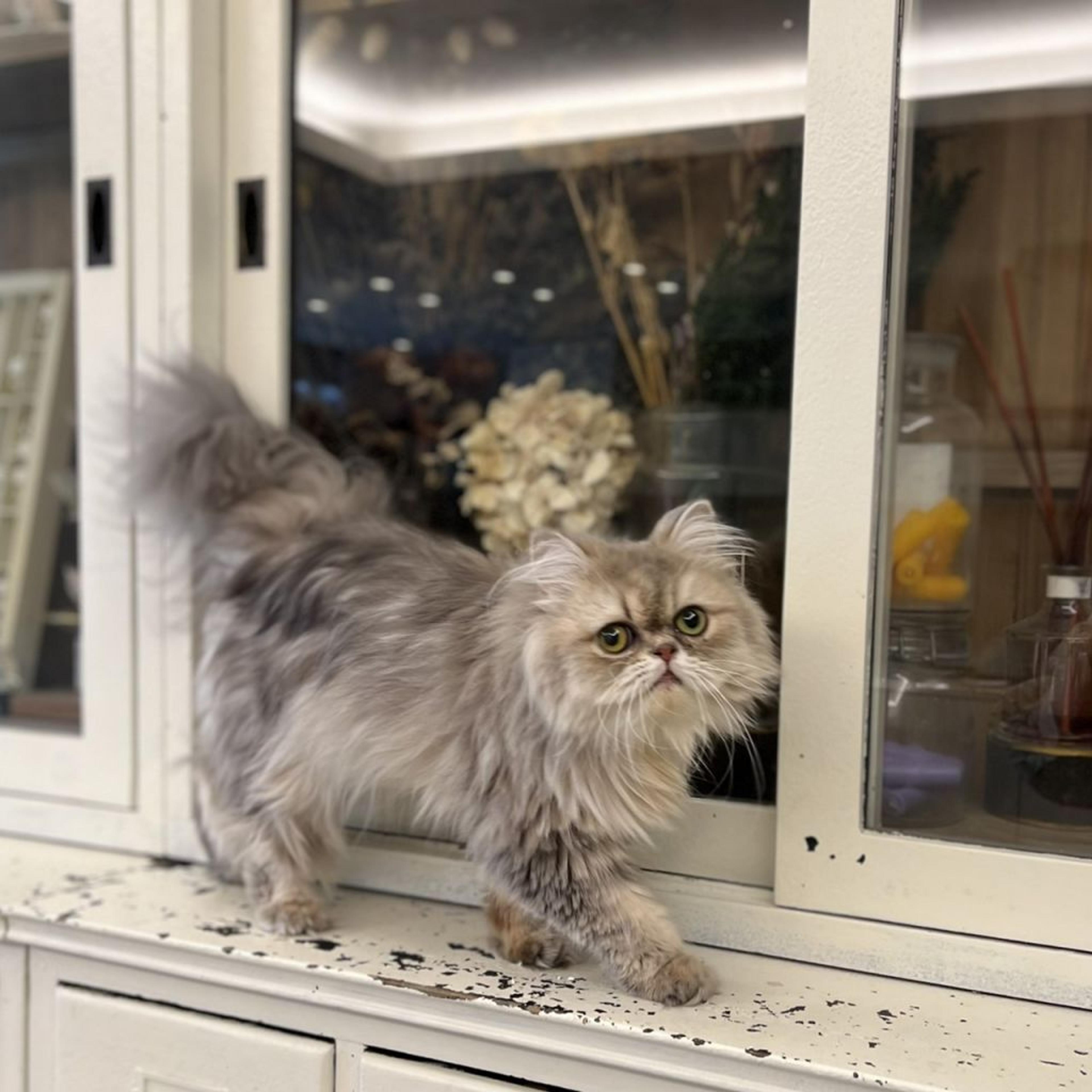 pet-image-2