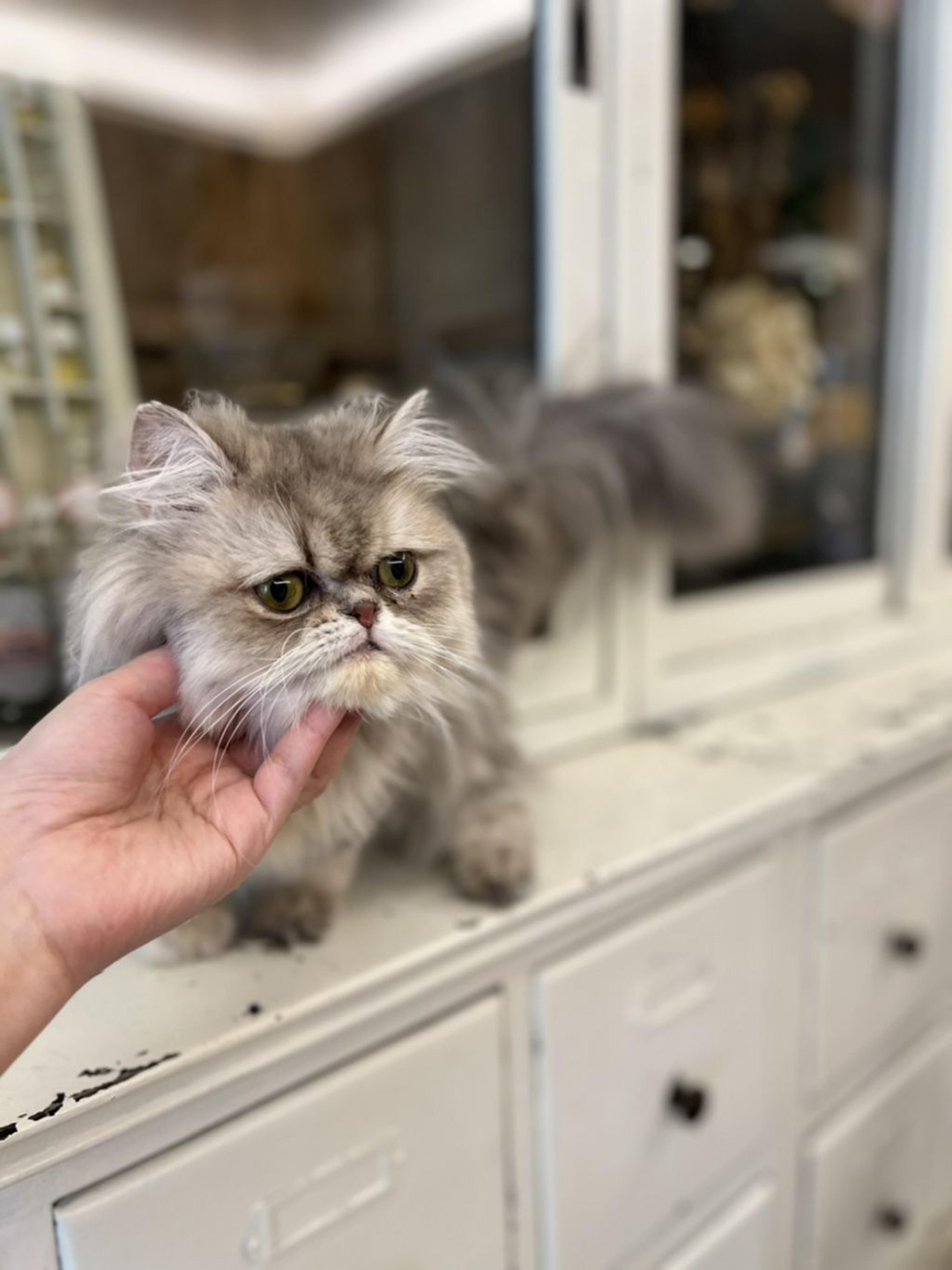 pet-image-3