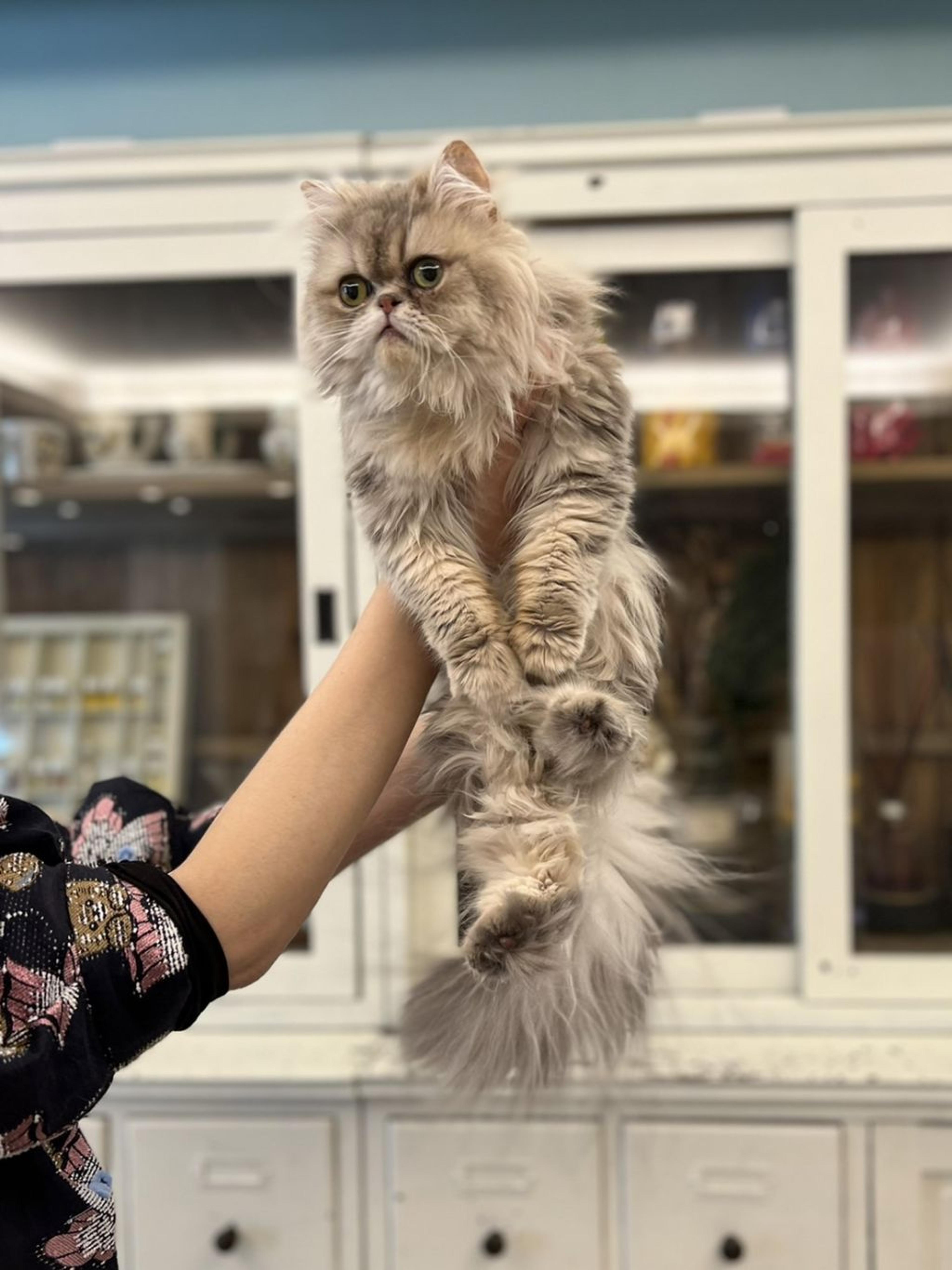 pet-image-5
