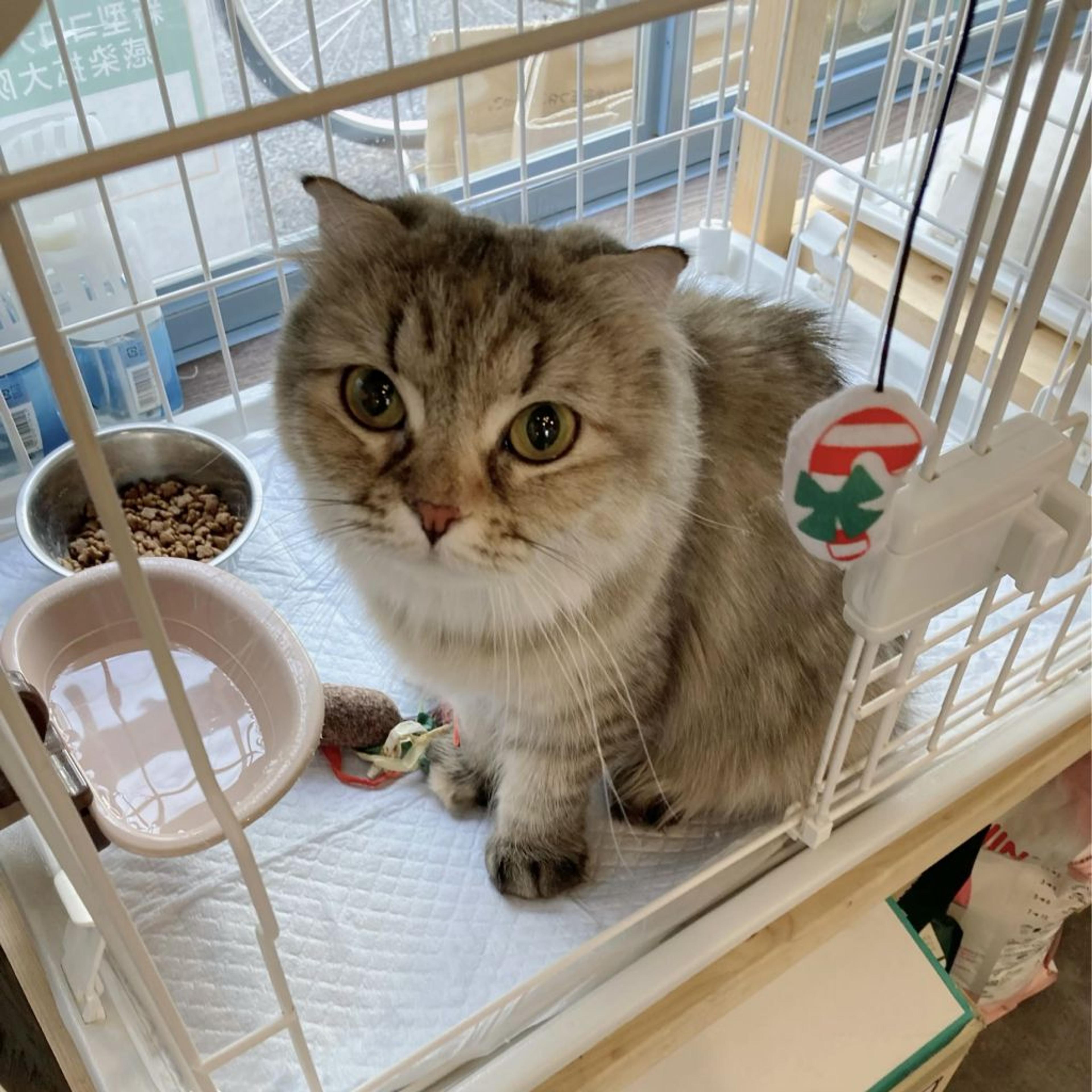 pet-image-2