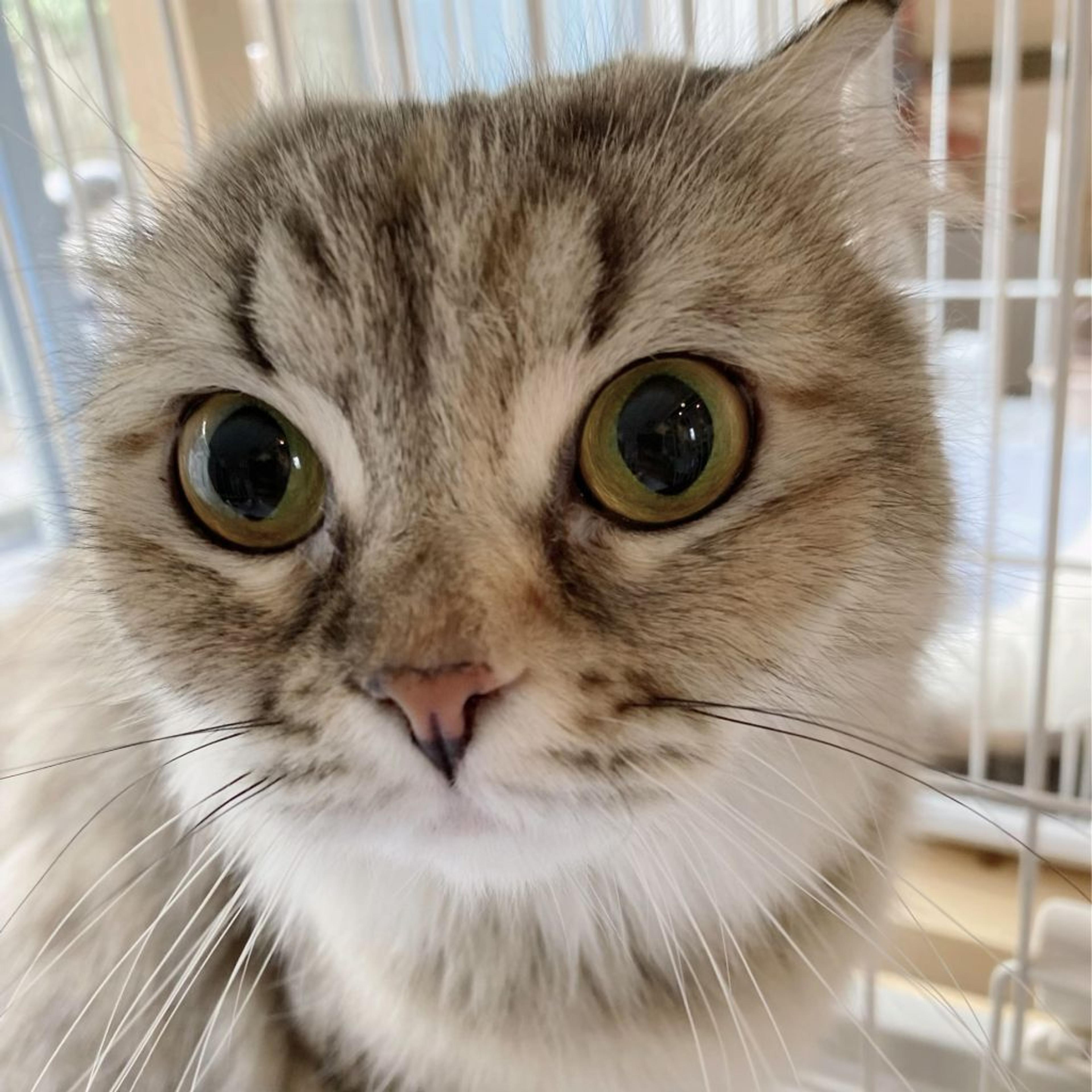 pet-image-3