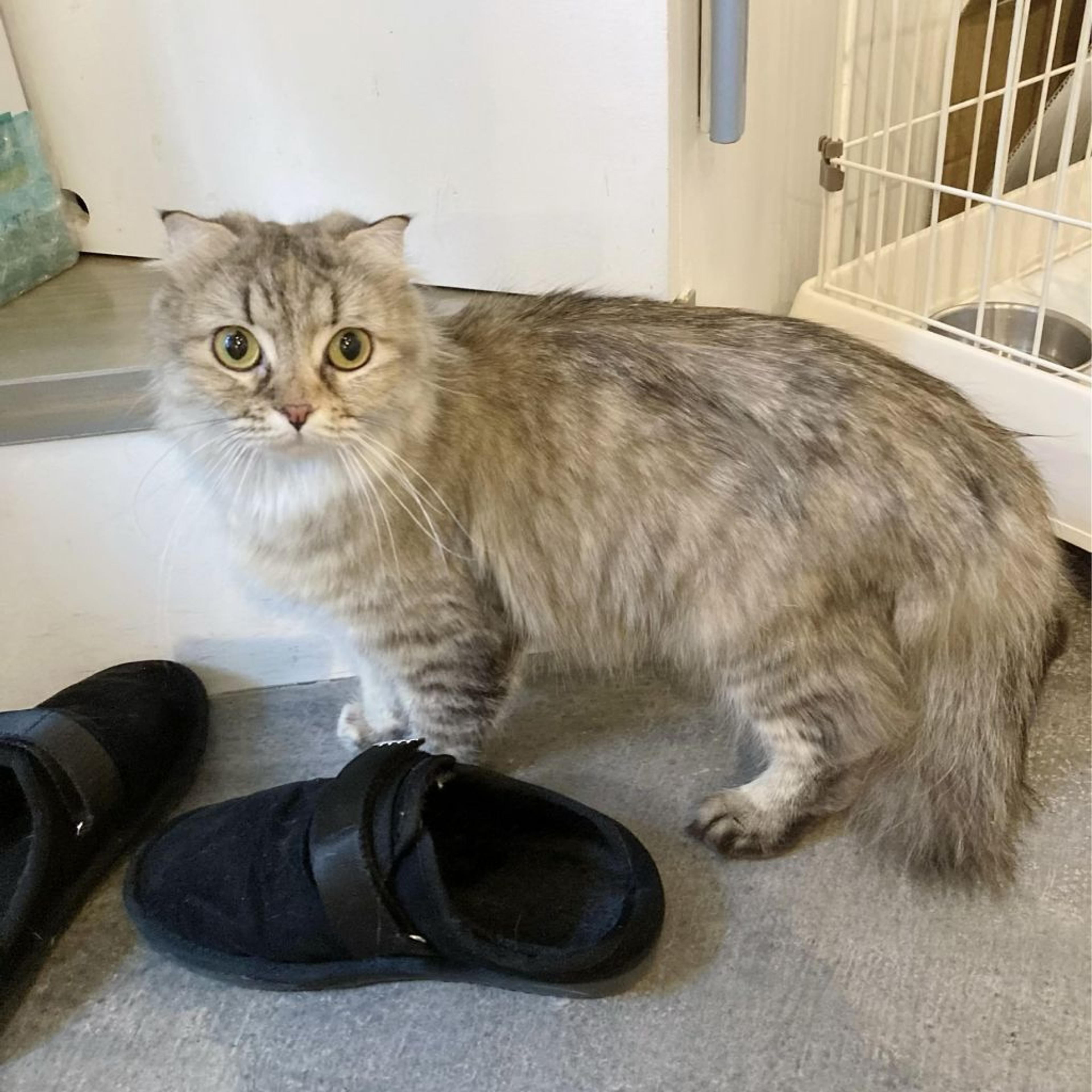 pet-image-6