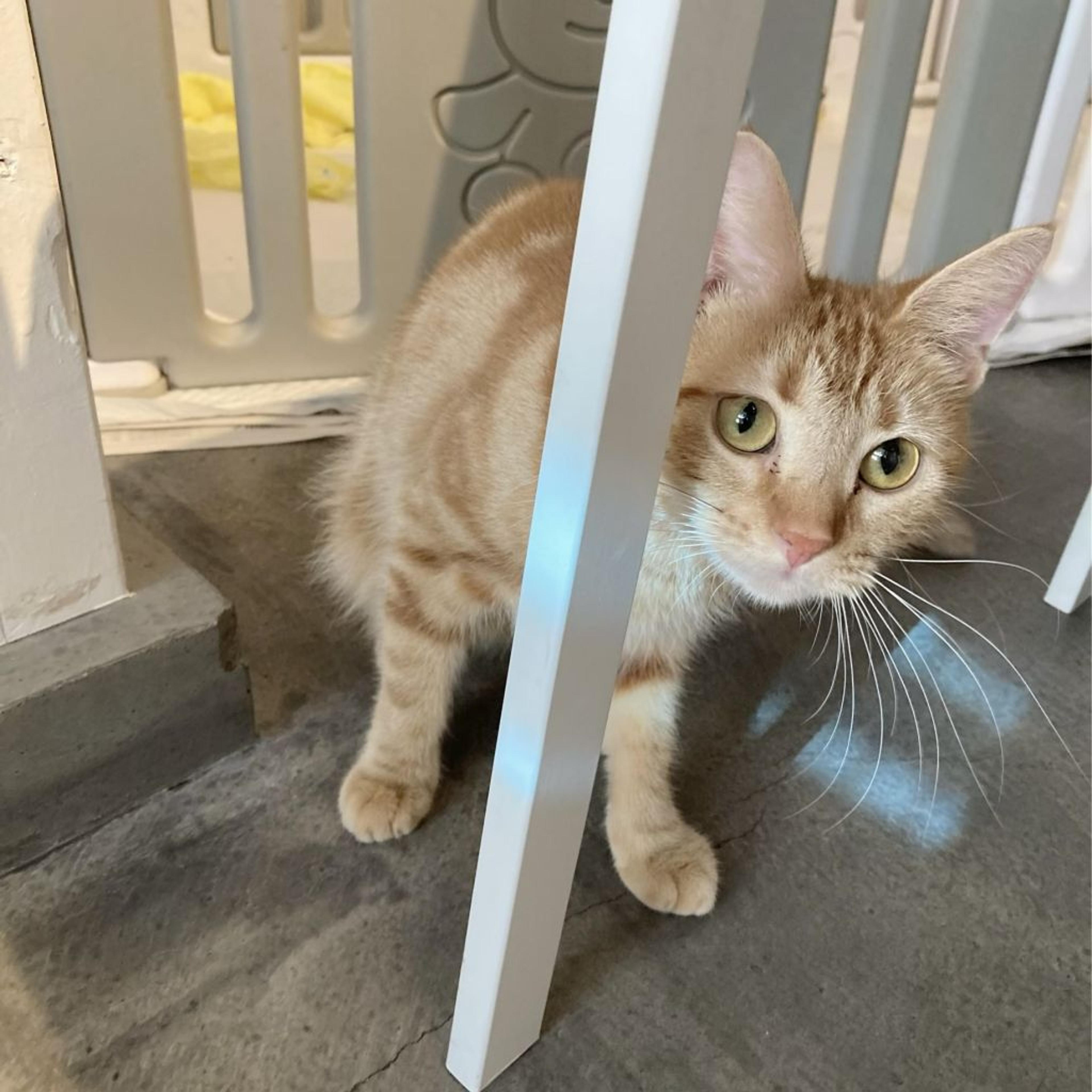 pet-image-2