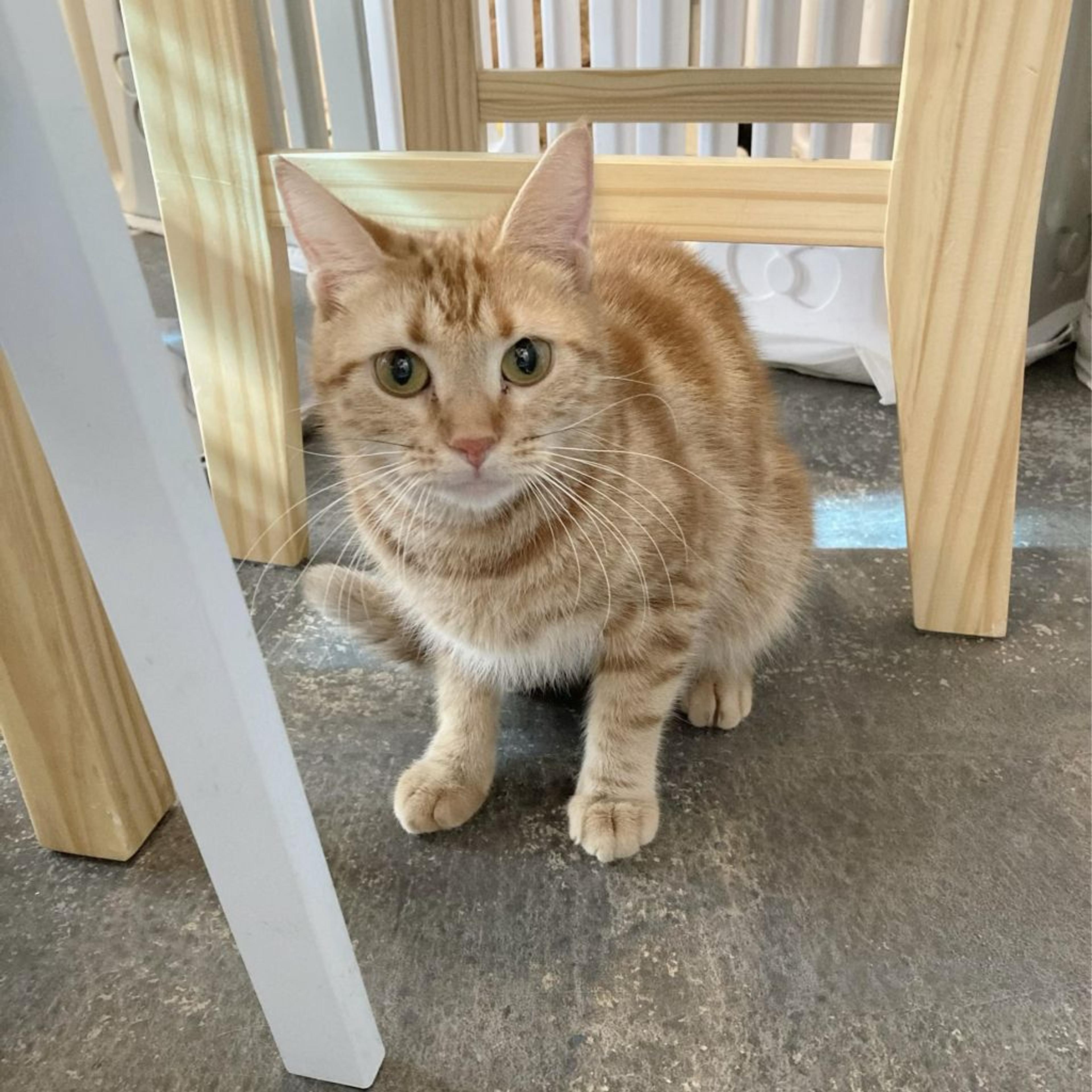 pet-image-3
