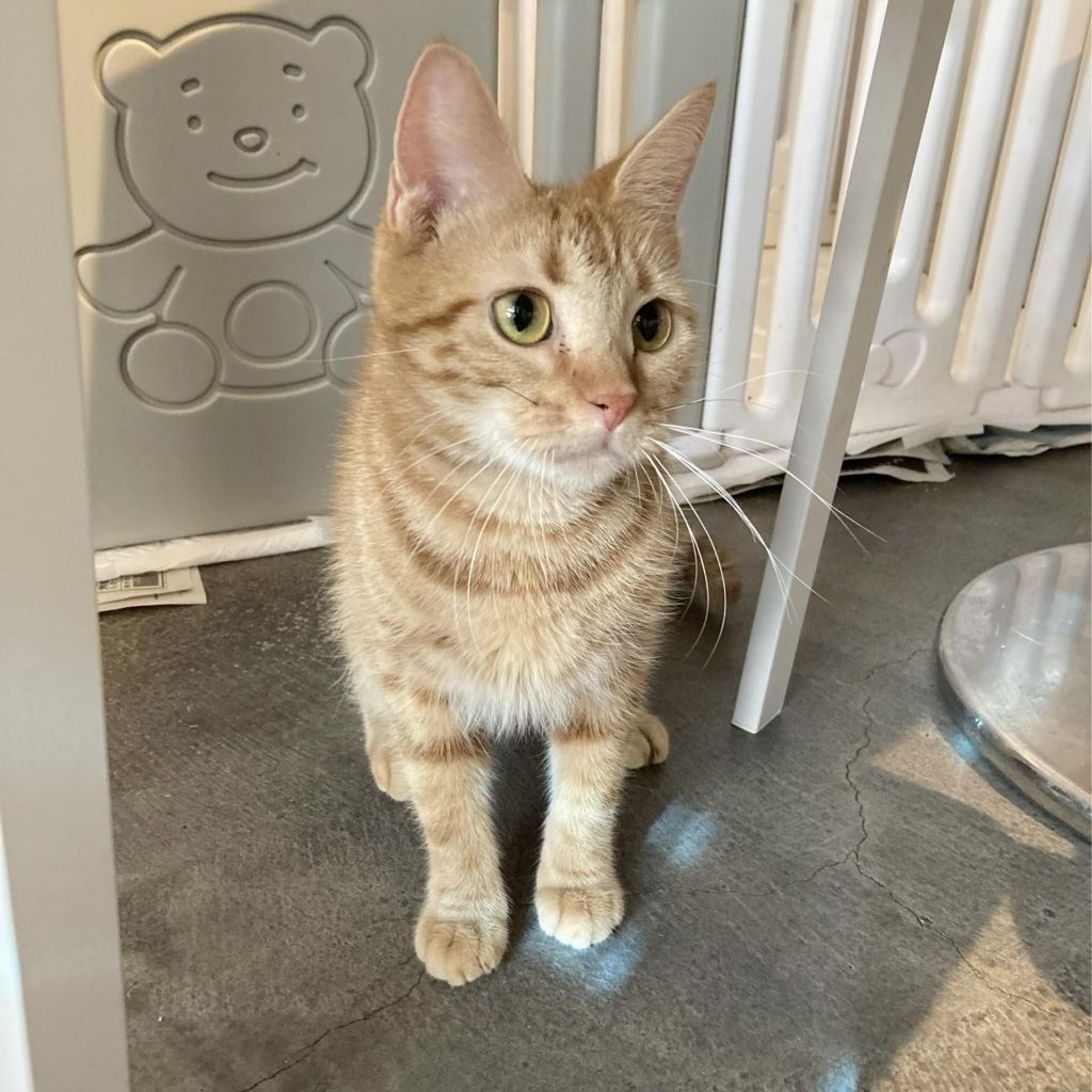 pet-image-4
