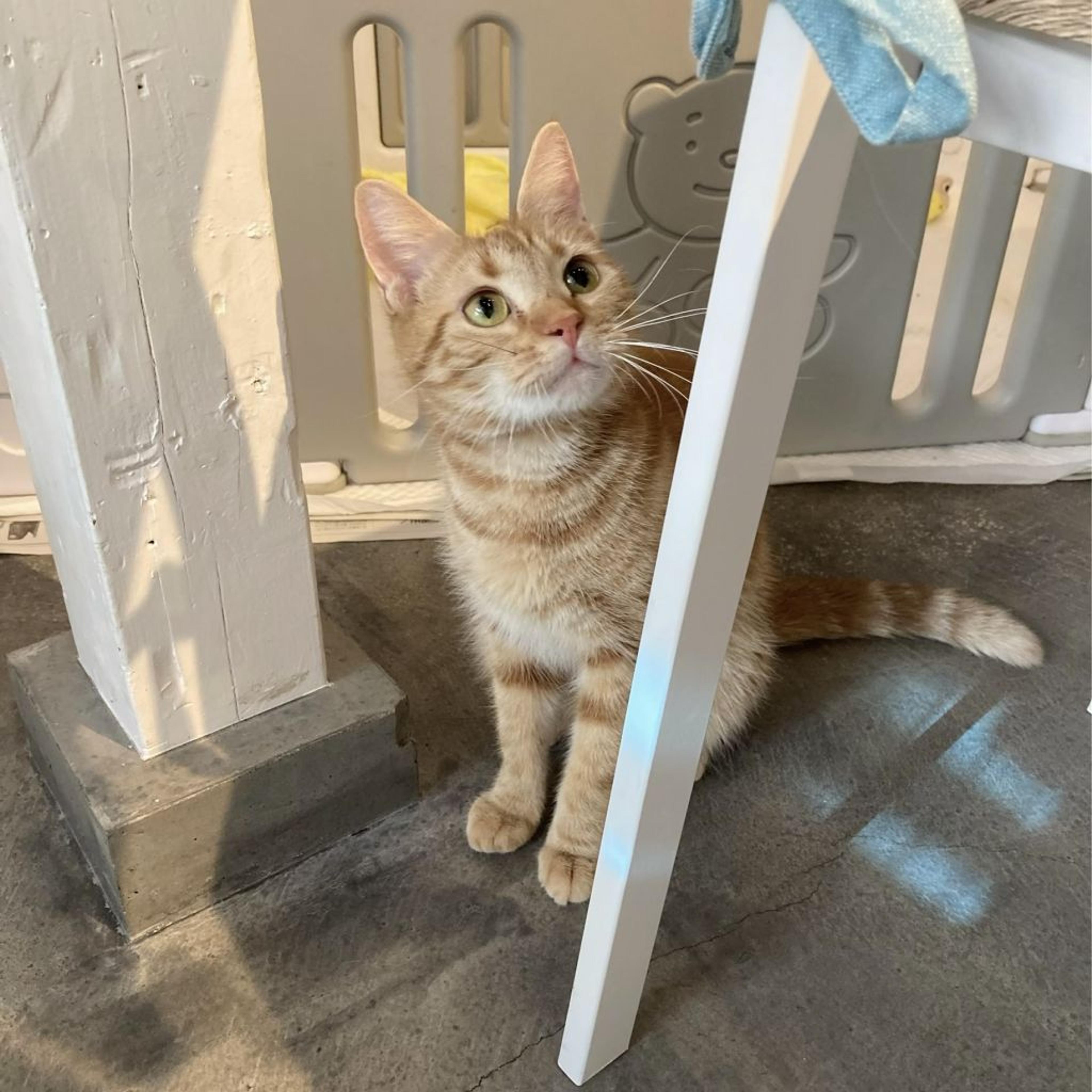 pet-image-5