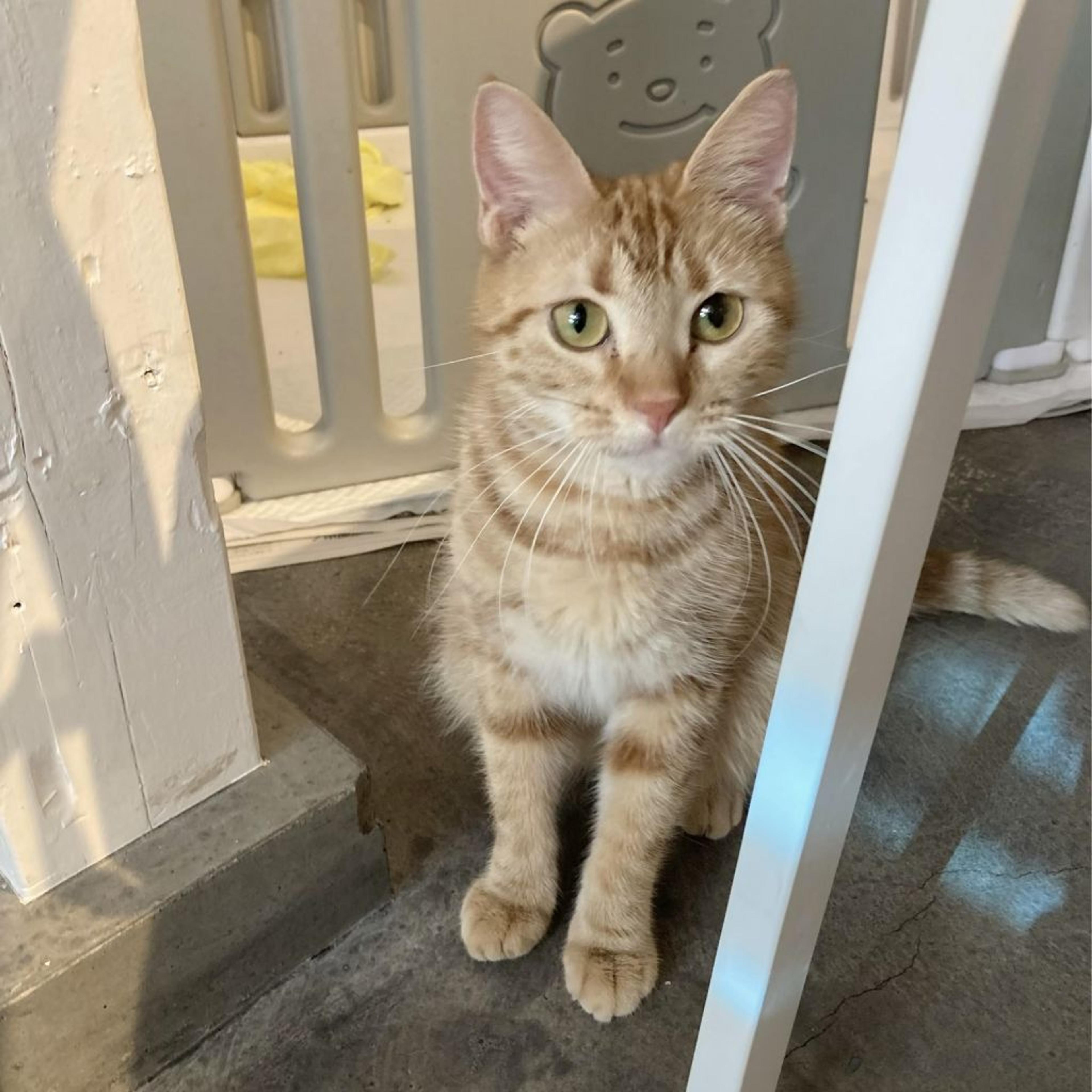 pet-image-6