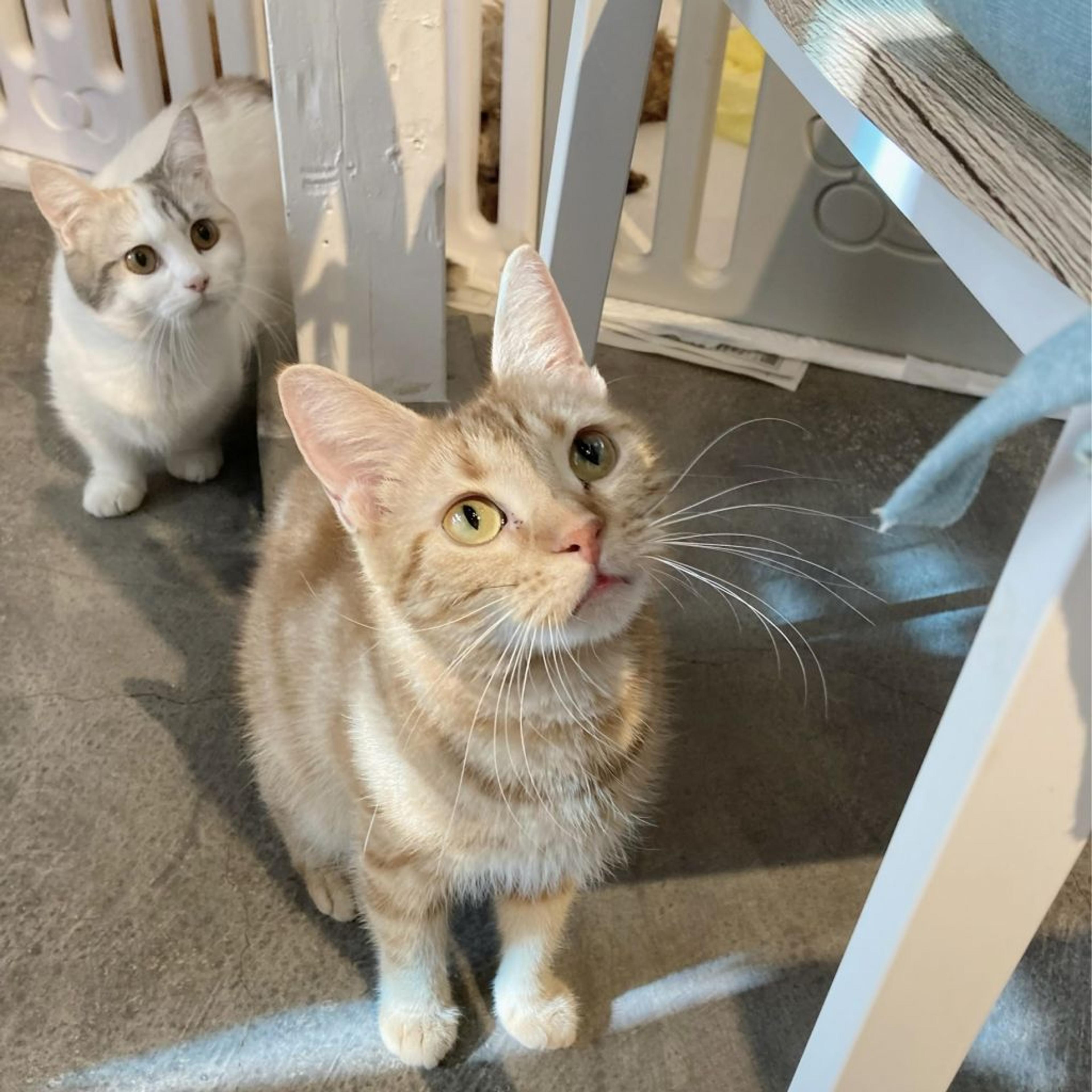 pet-image-7
