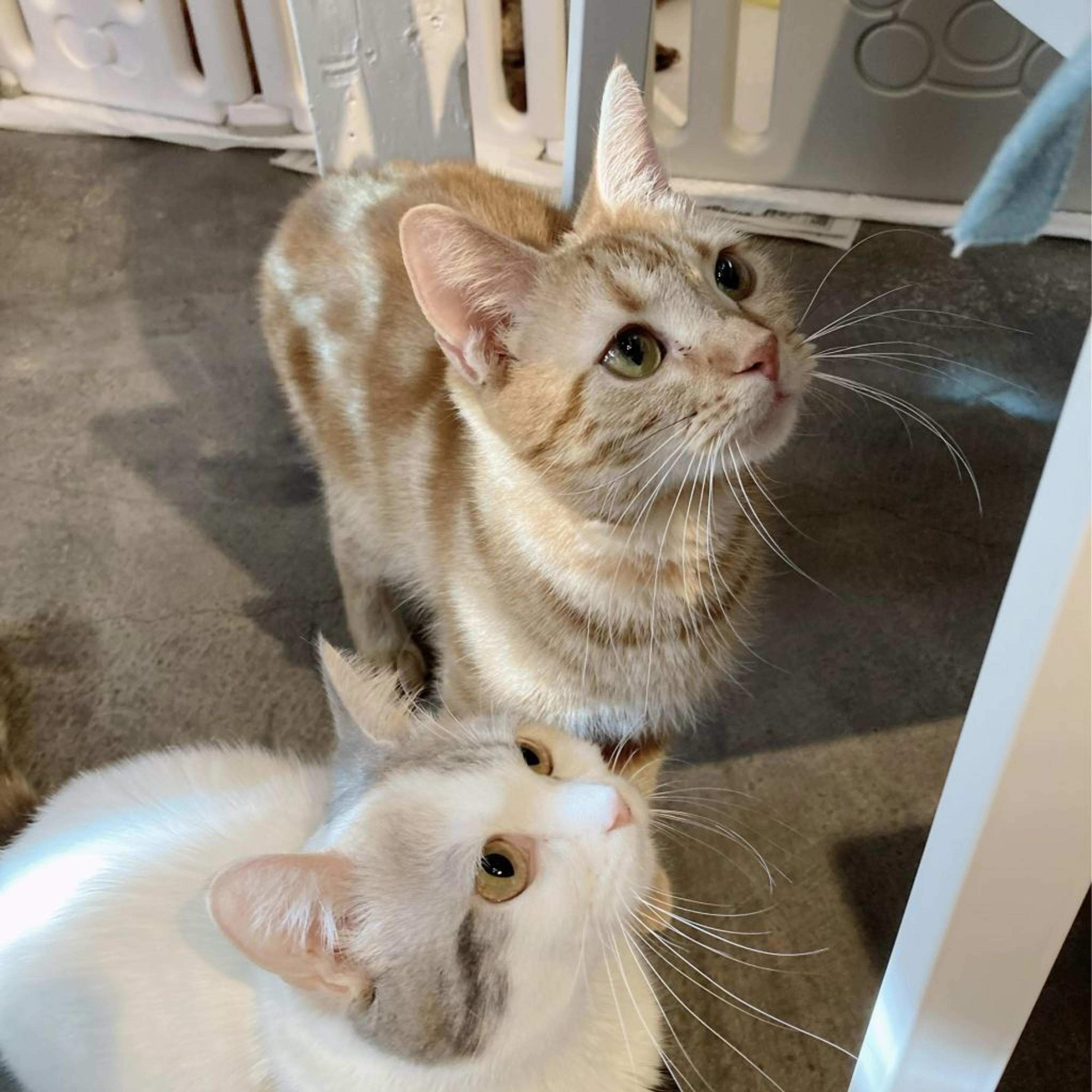 pet-image-8
