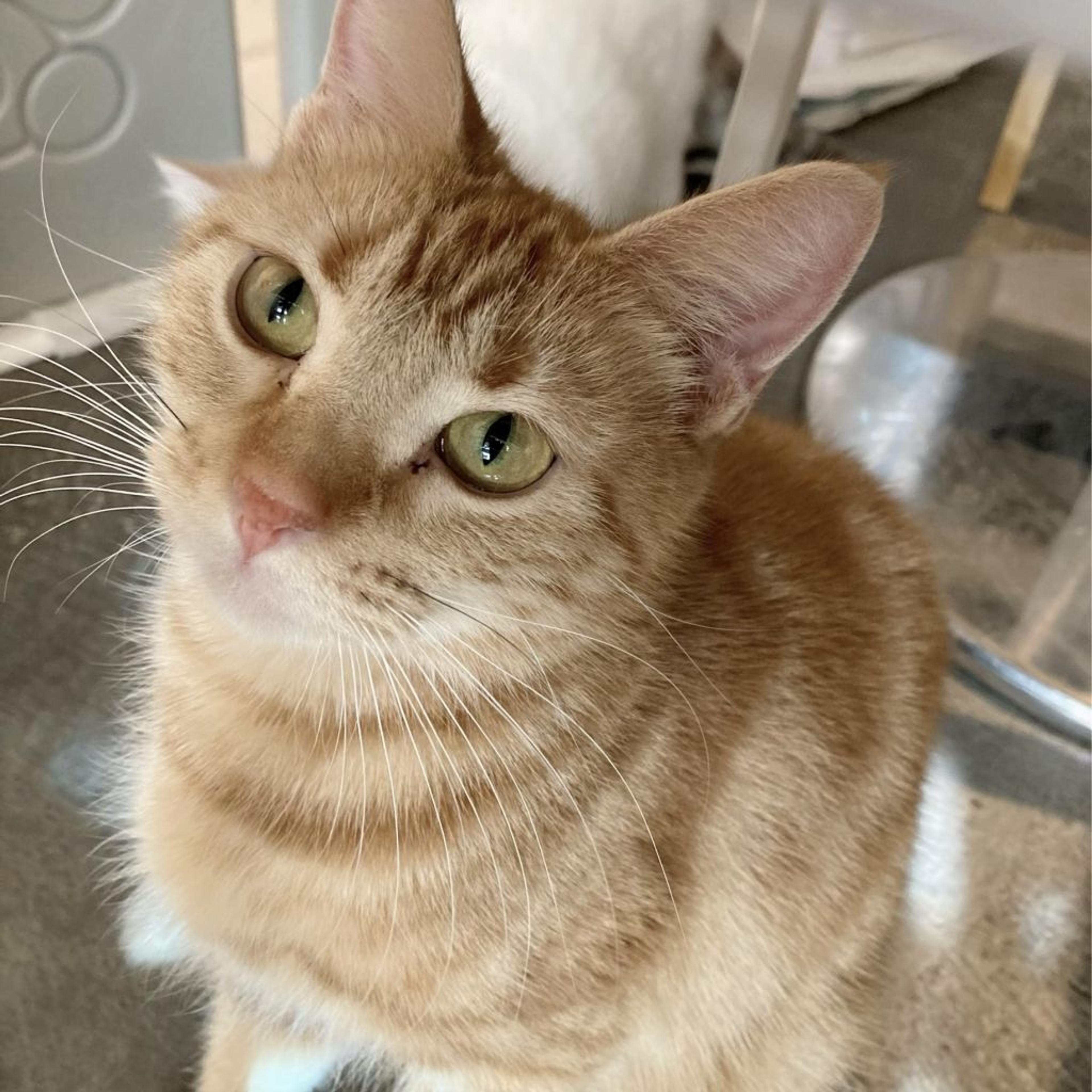 pet-image-9