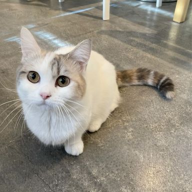 ドラミ