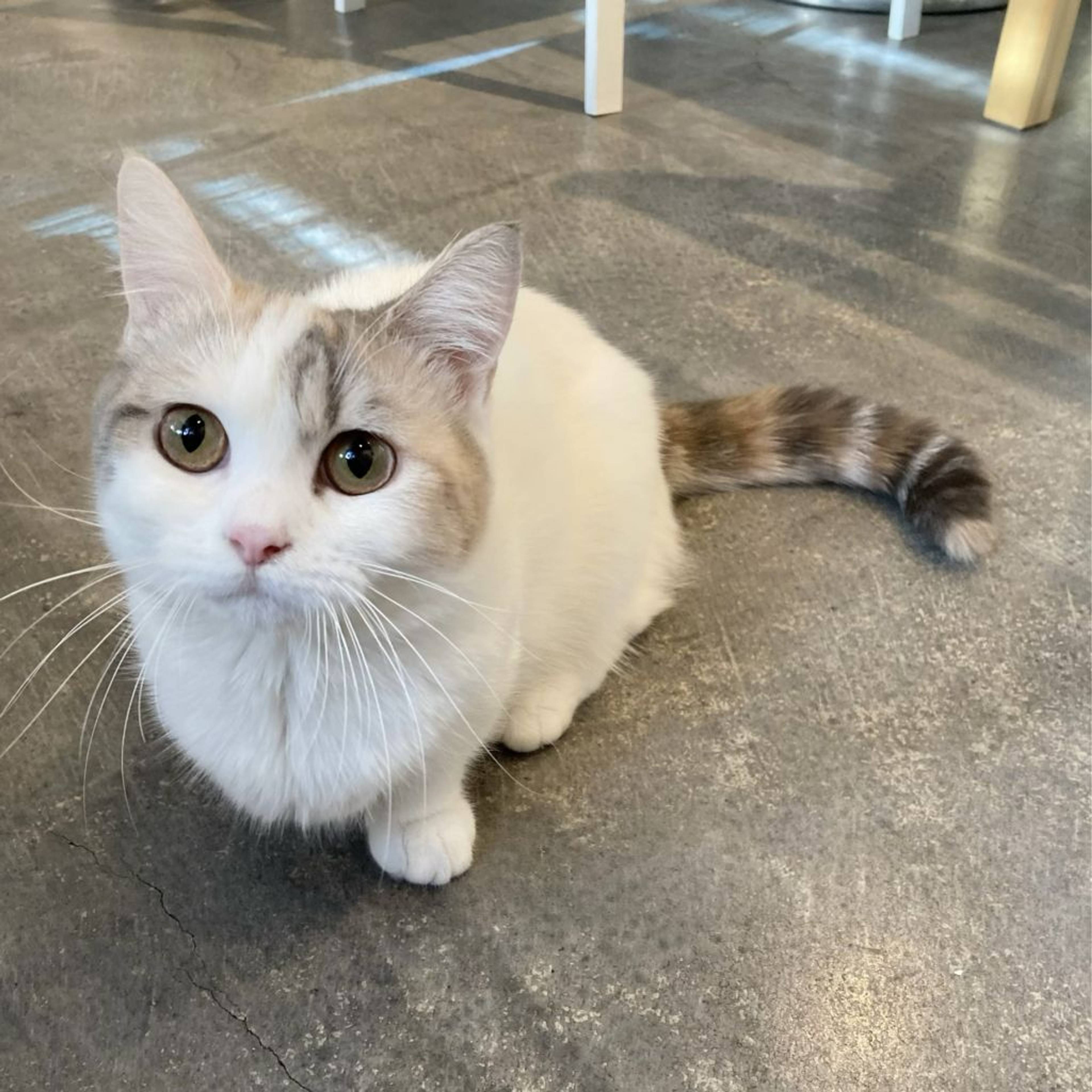 マンチカン・メスの里親募集の写真