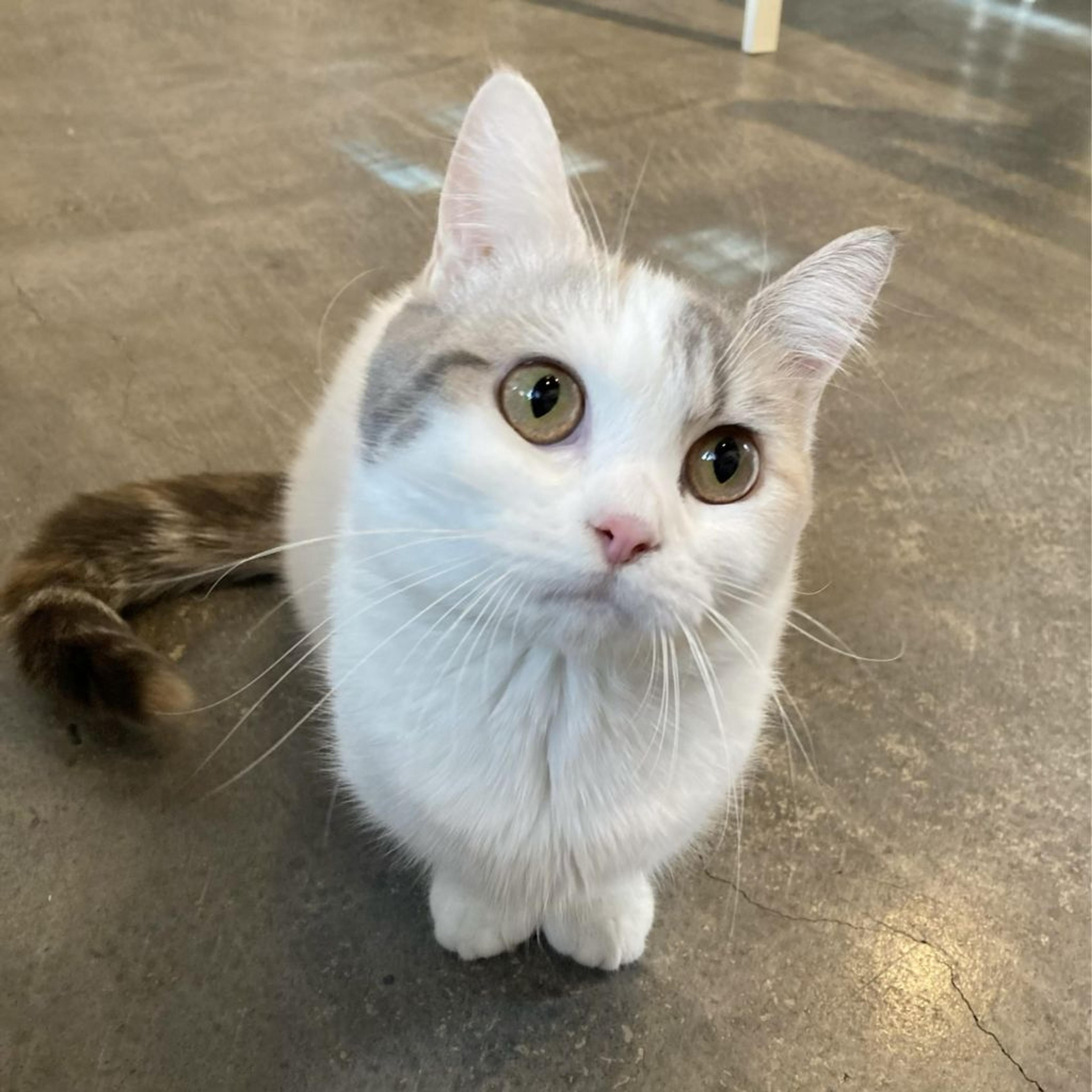 pet-image-2