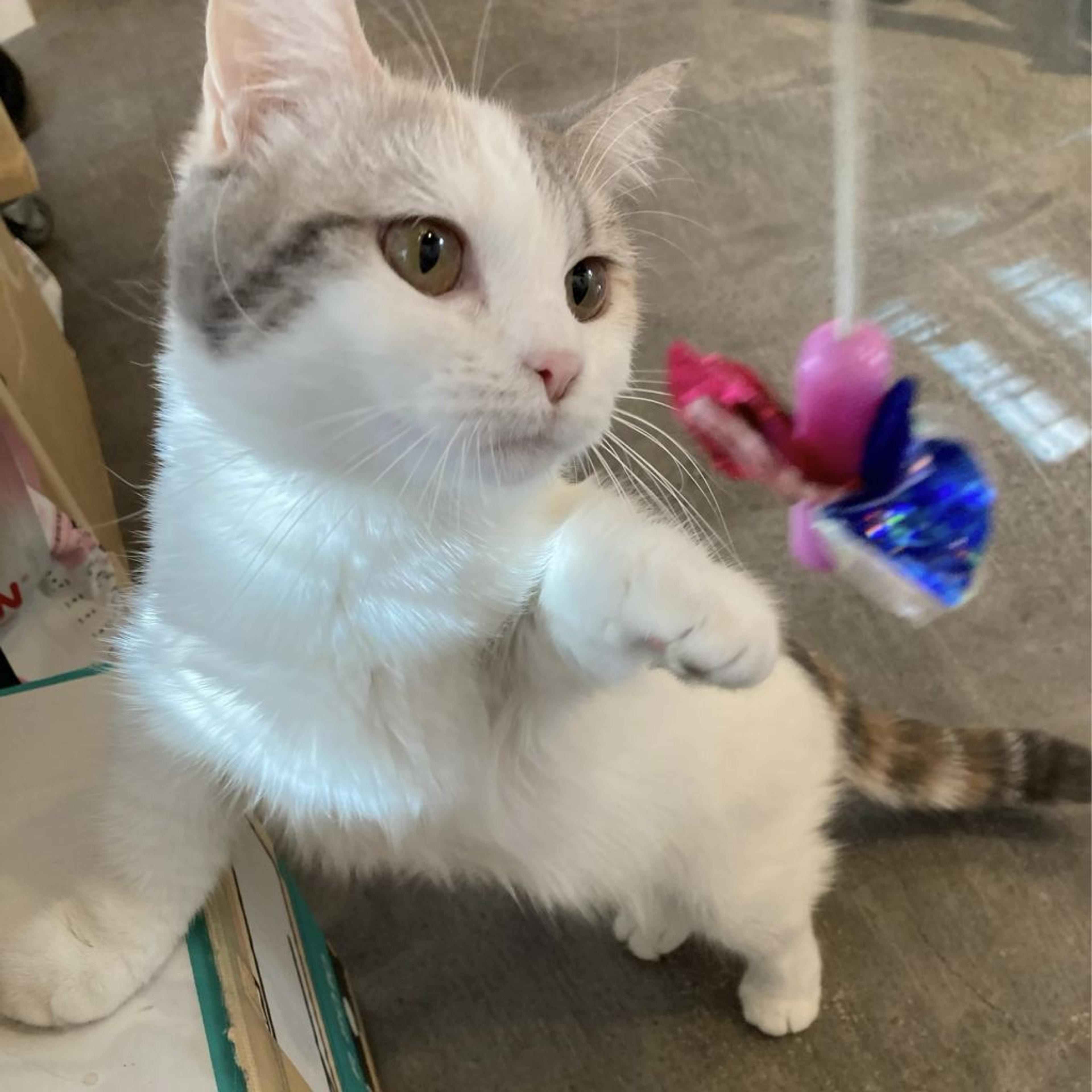 pet-image-3