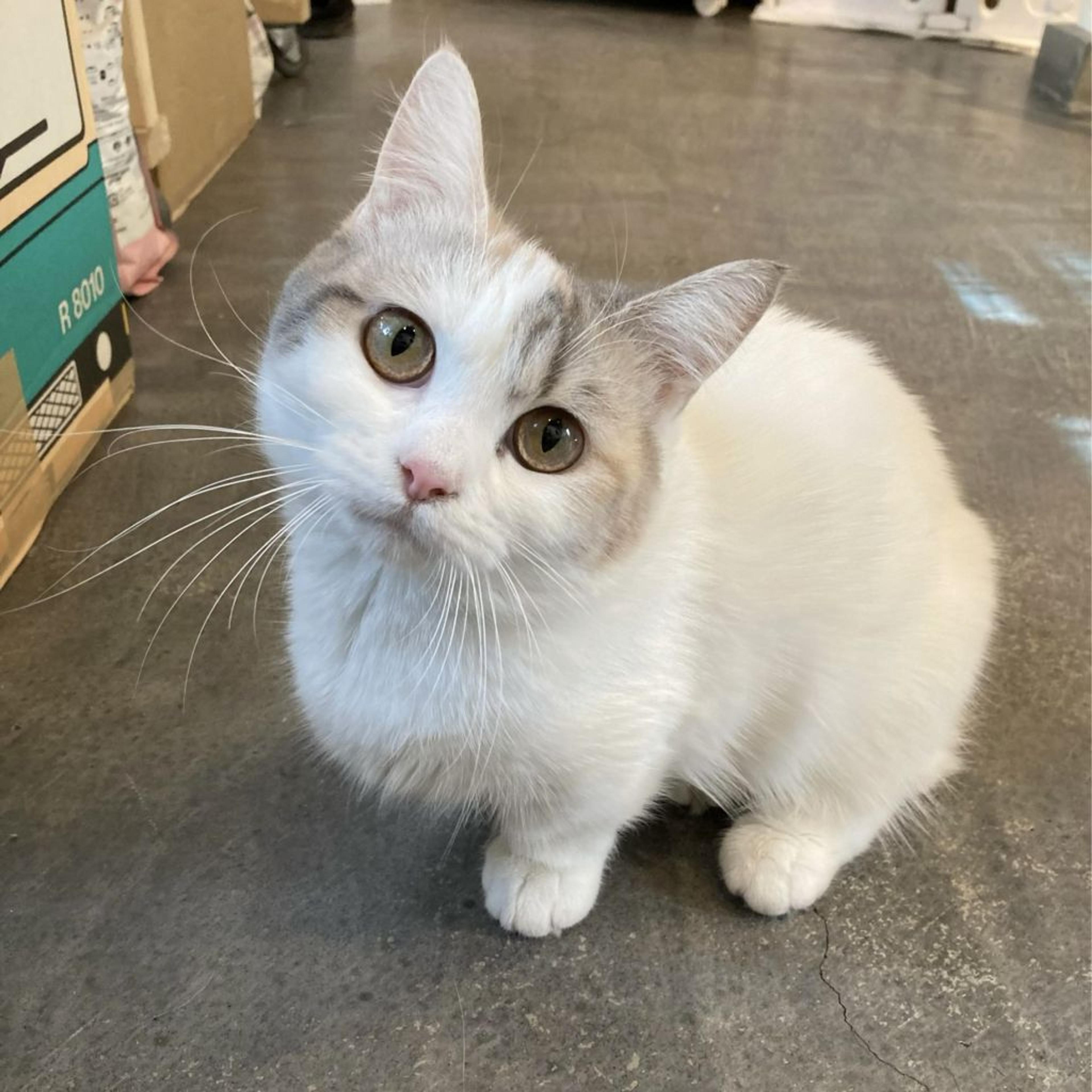 pet-image-6