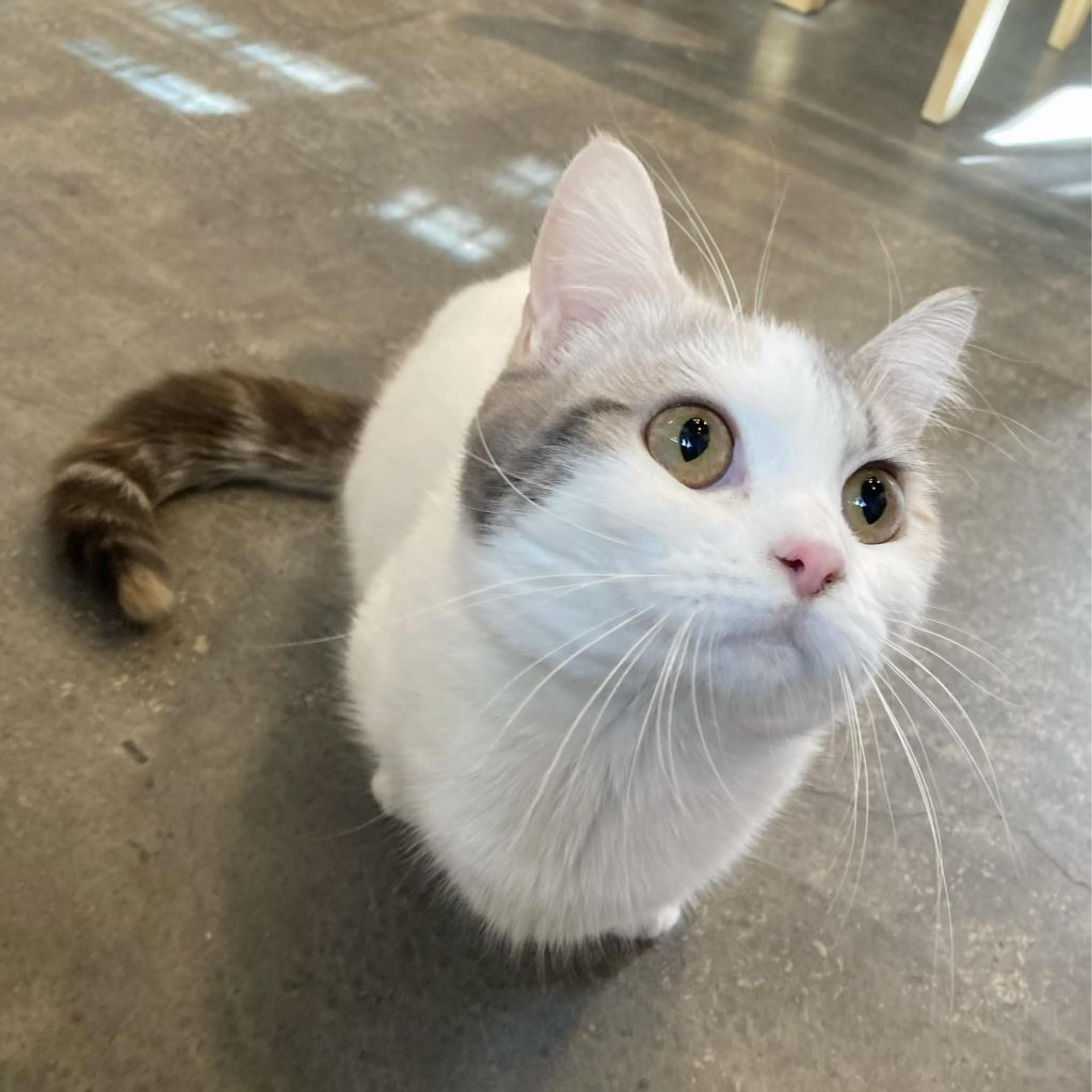 pet-image-7