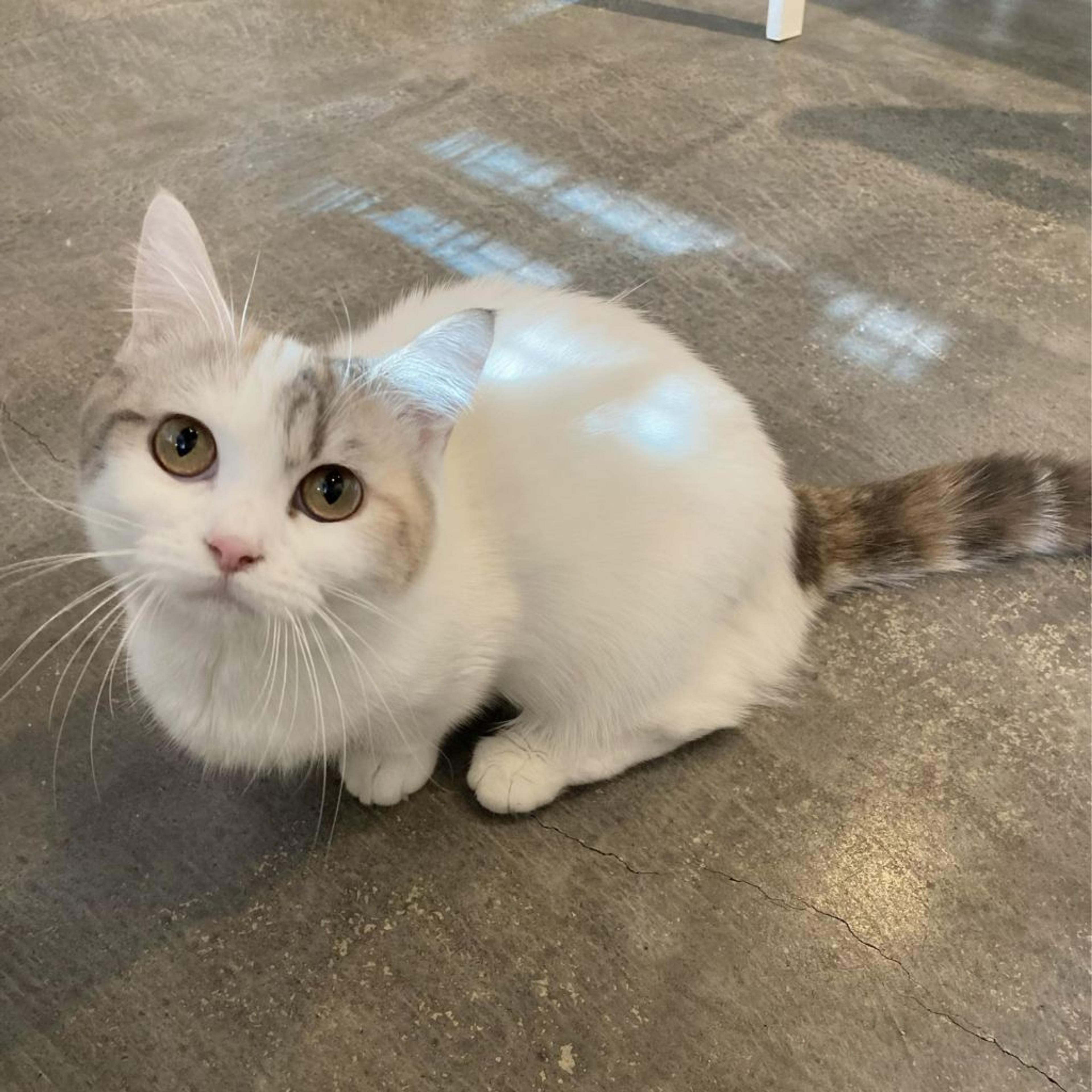 pet-image-8