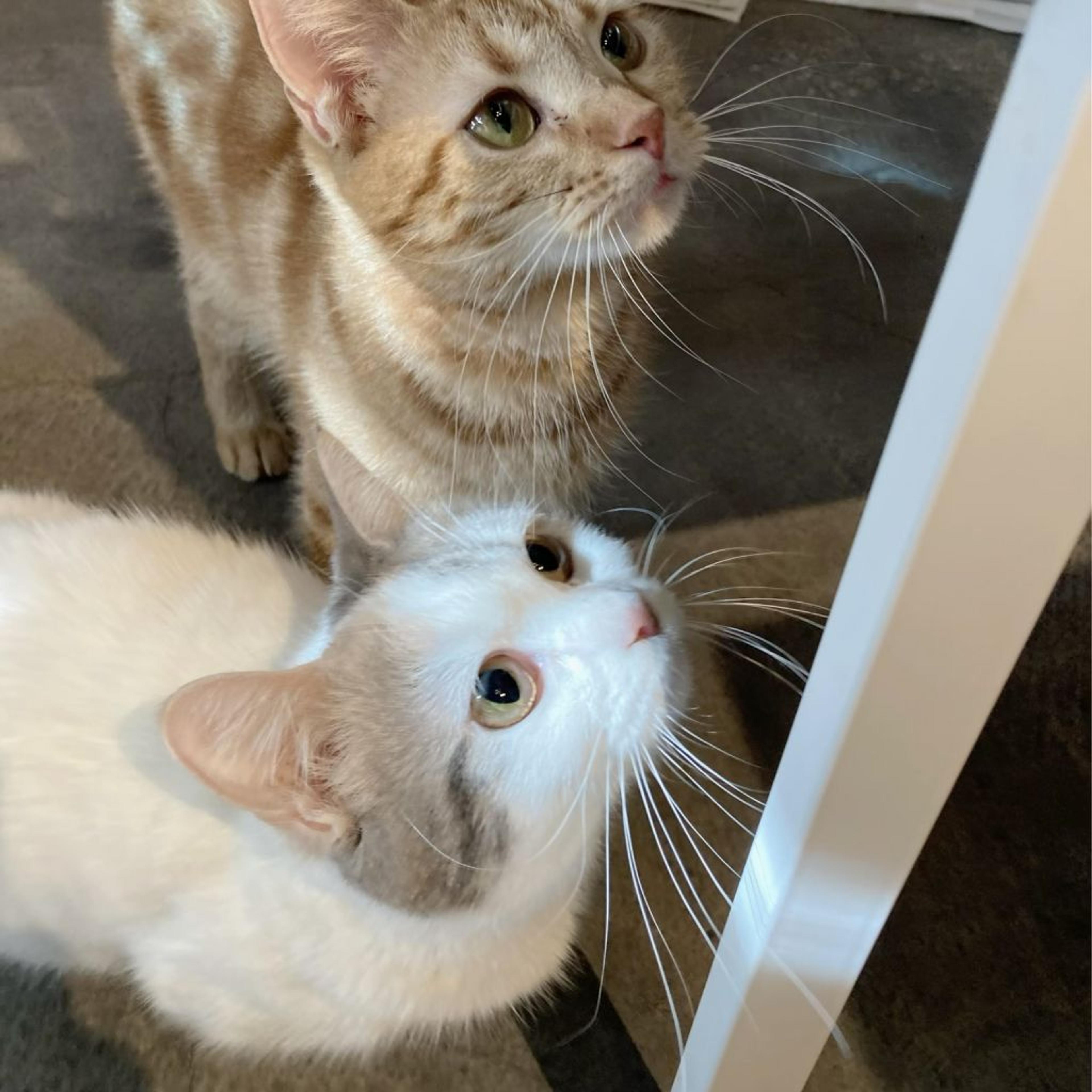 pet-image-9