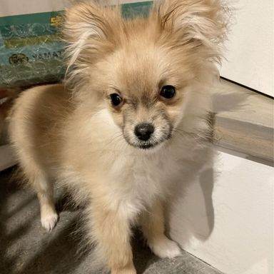 サラ