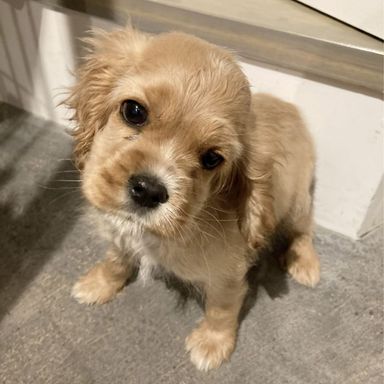 プリン