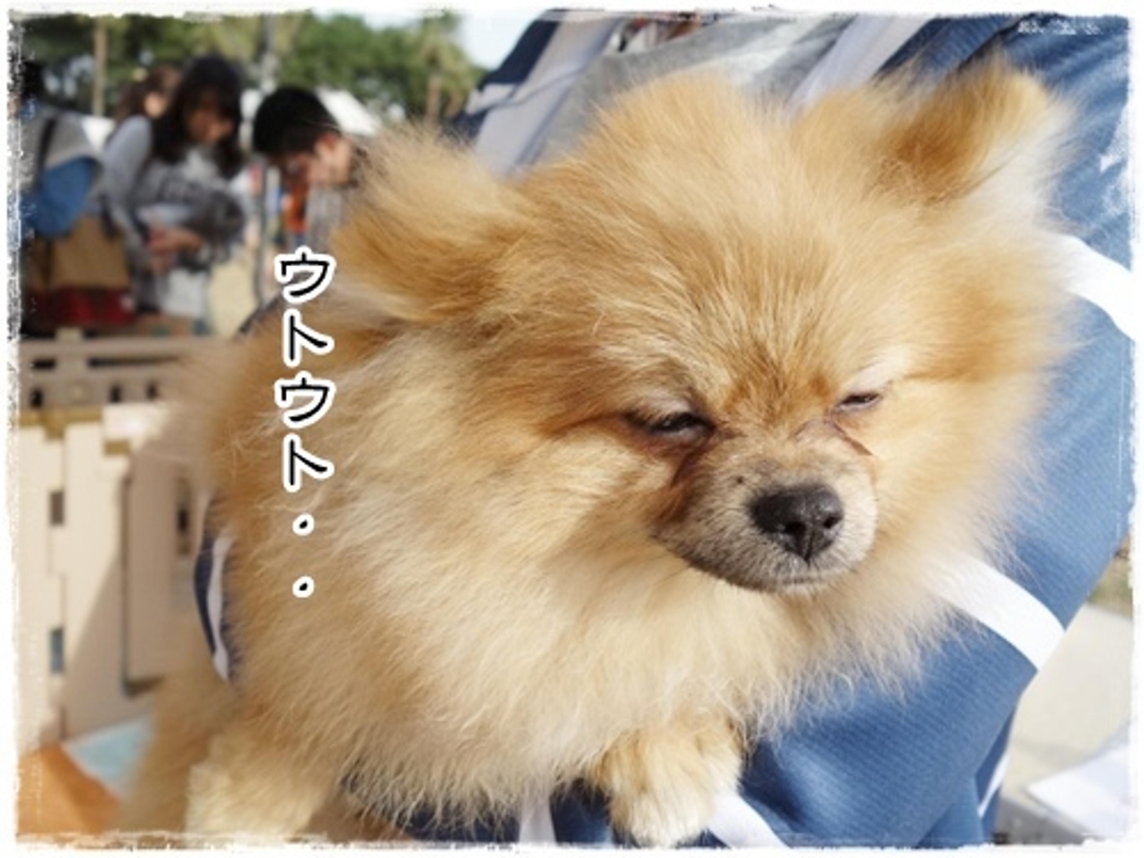 pet-image-2