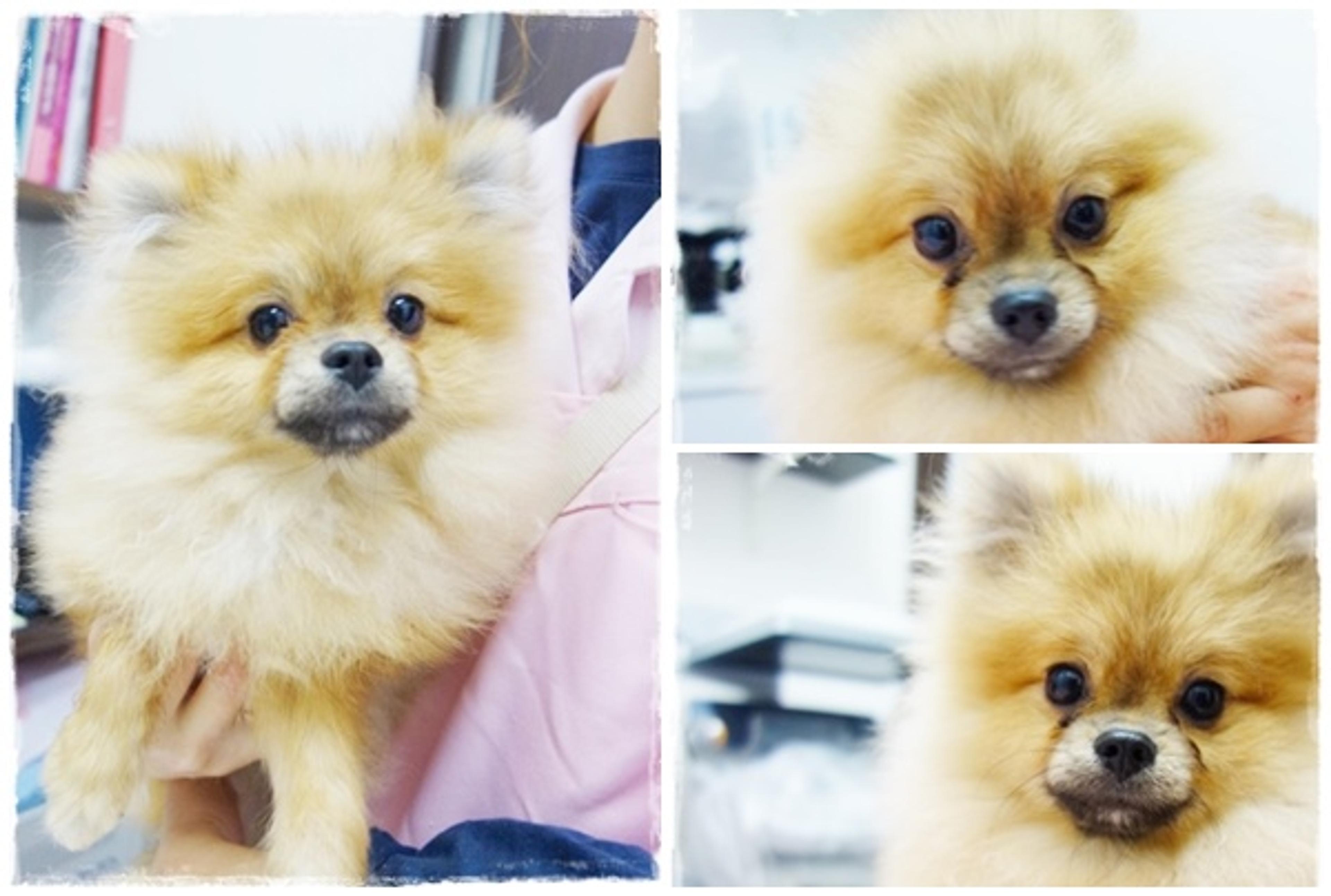 pet-image-3