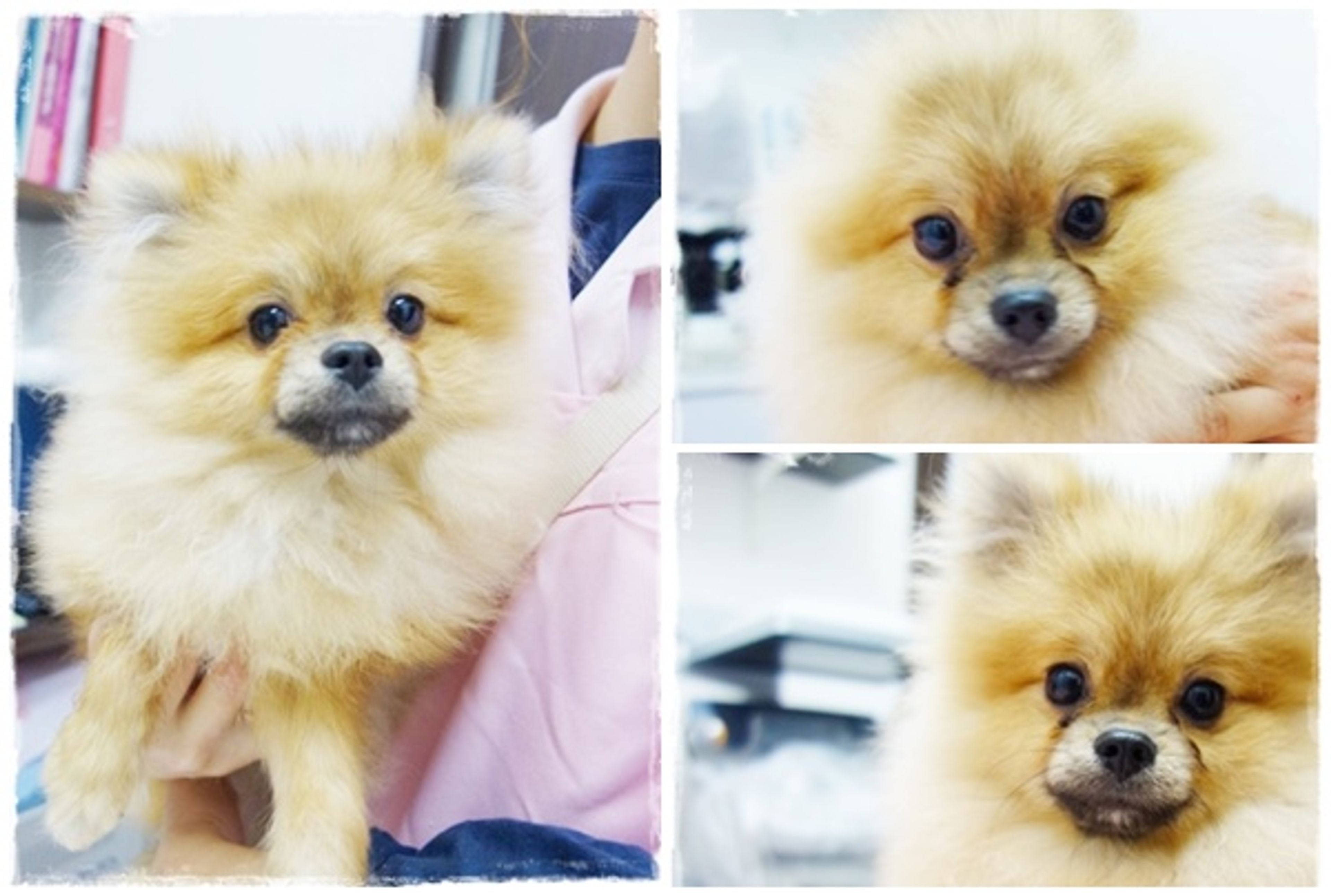 pet-image-3