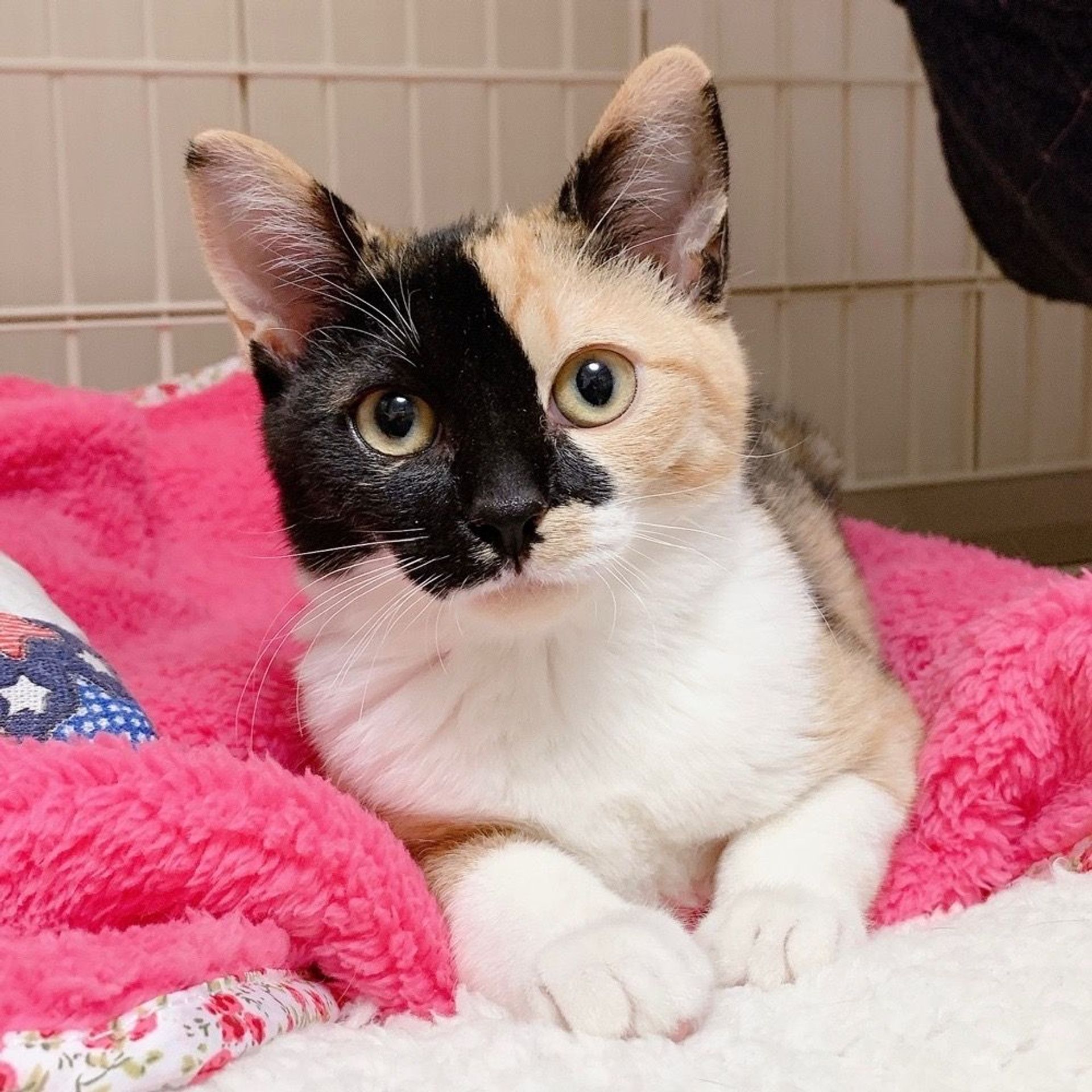 雑種（ミックス猫）・メスの里親募集の写真