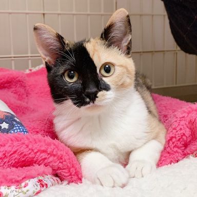 パインちゃん★2/13ミャオねこ譲渡会で会えますの写真