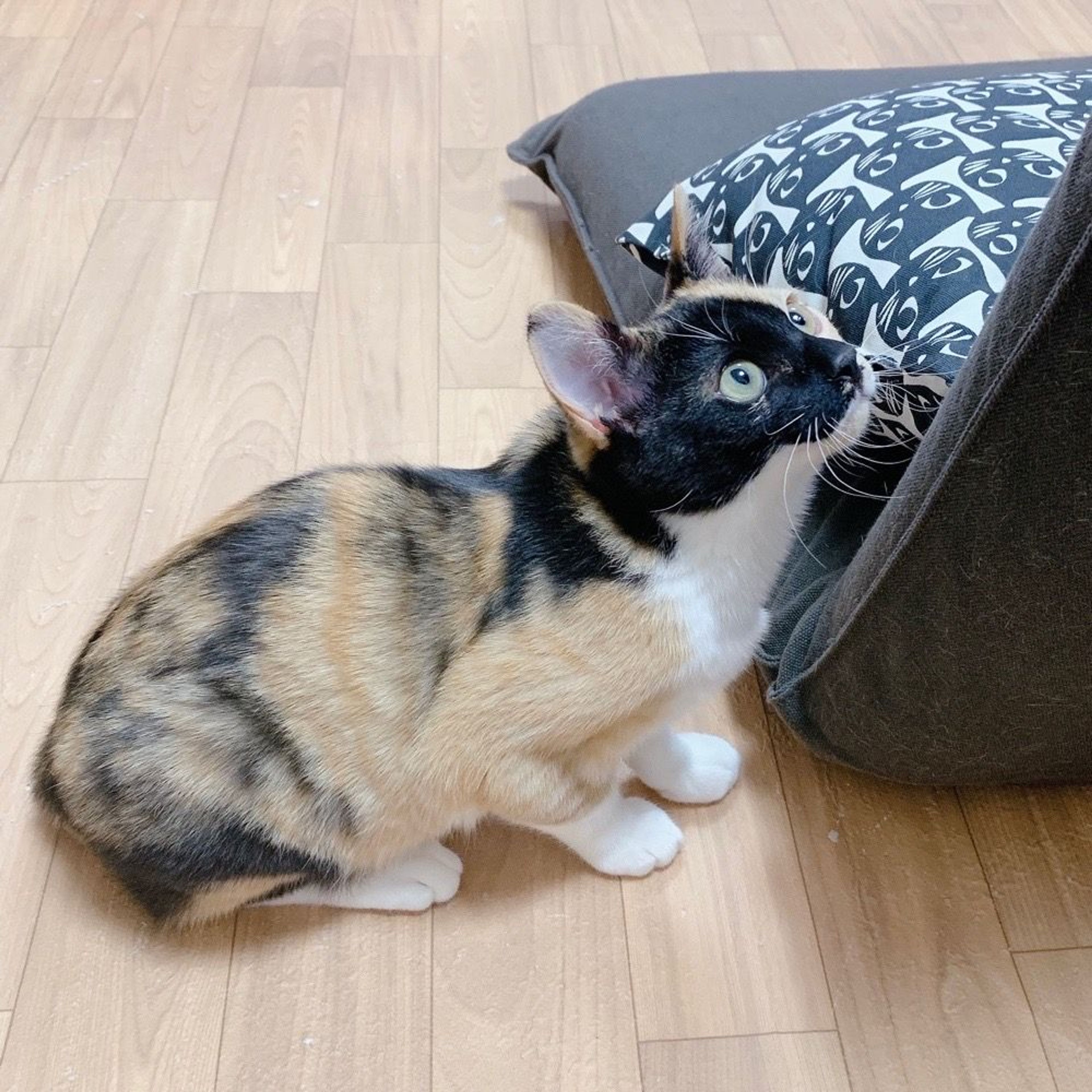 pet-image-3