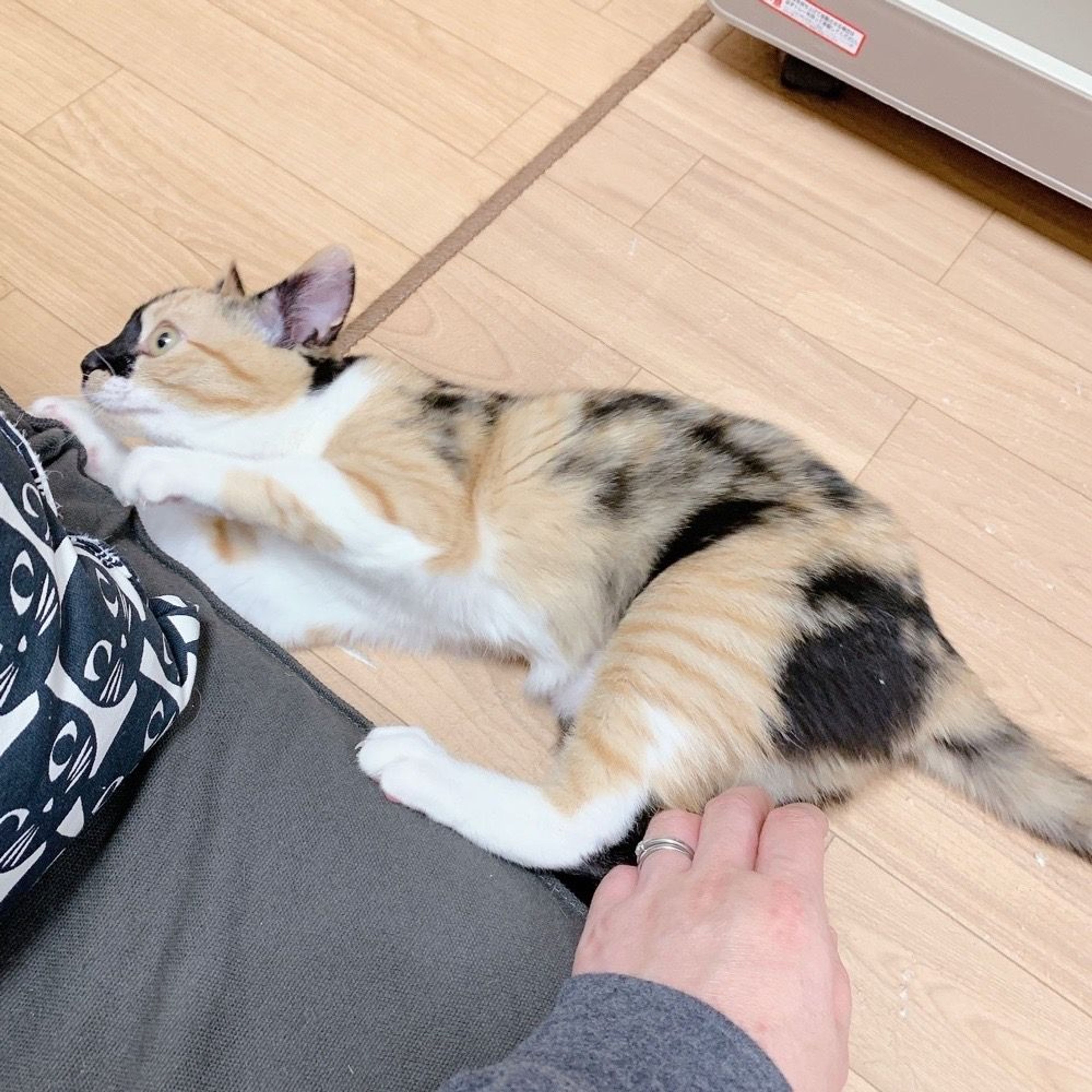 pet-image-4