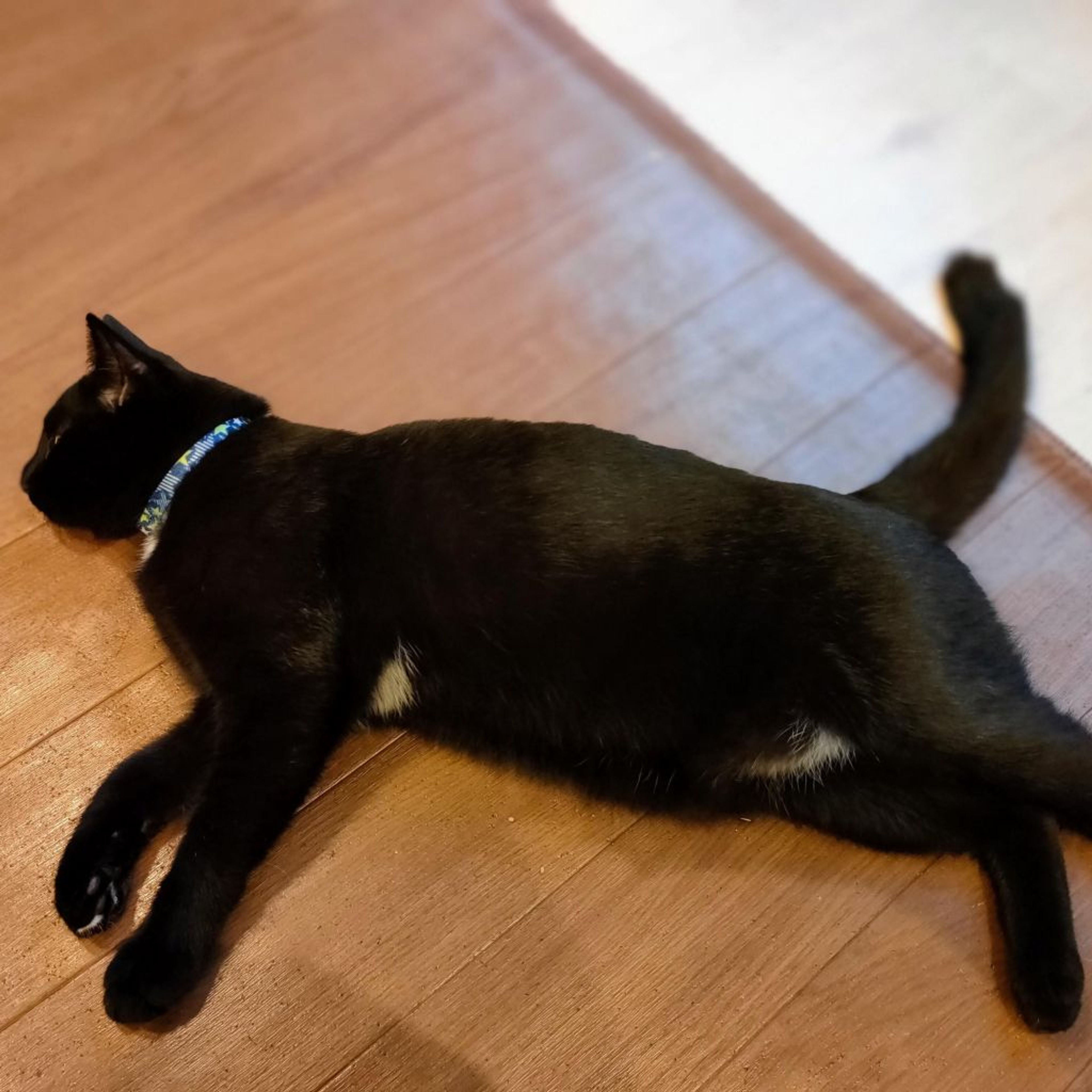 pet-image-2