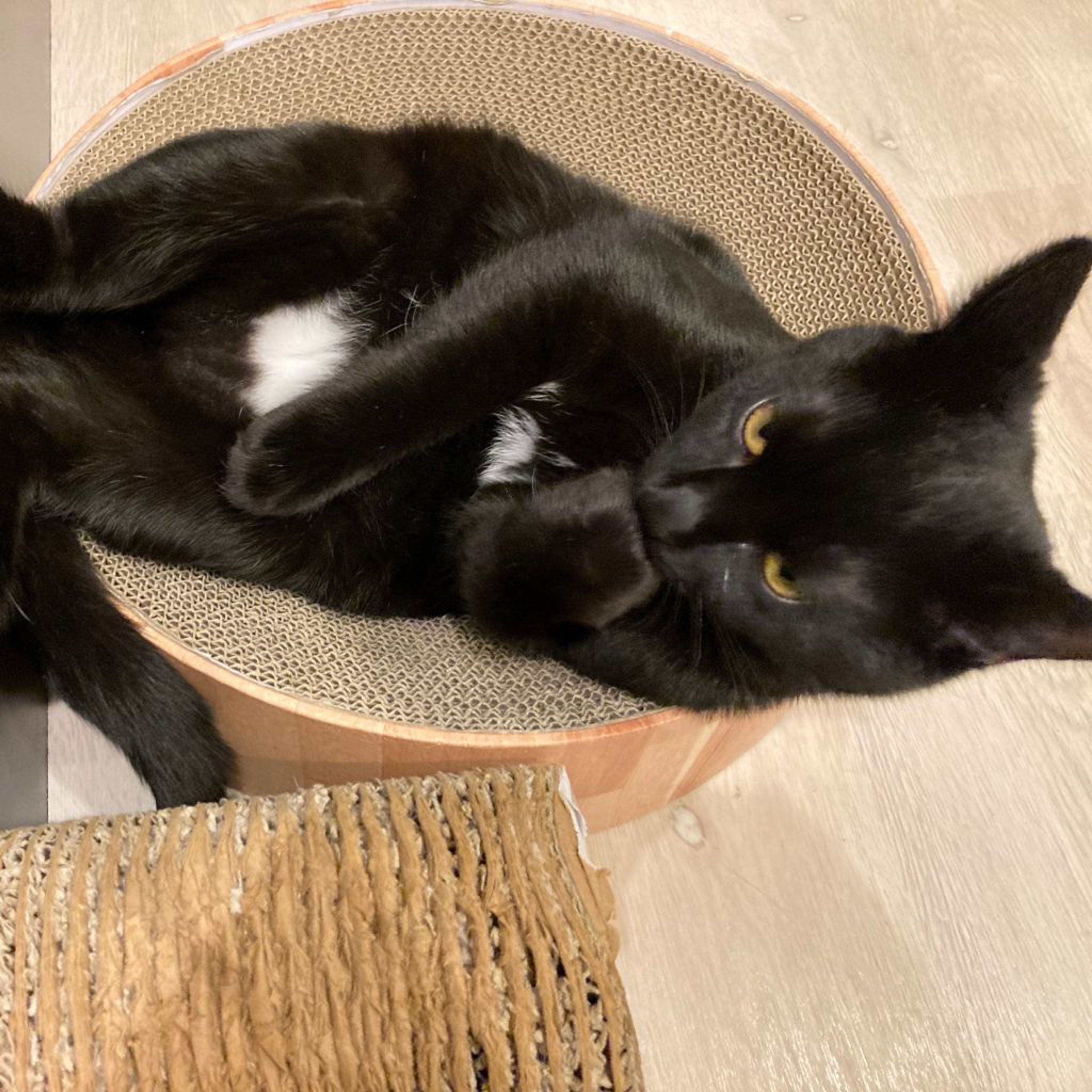 pet-image-3