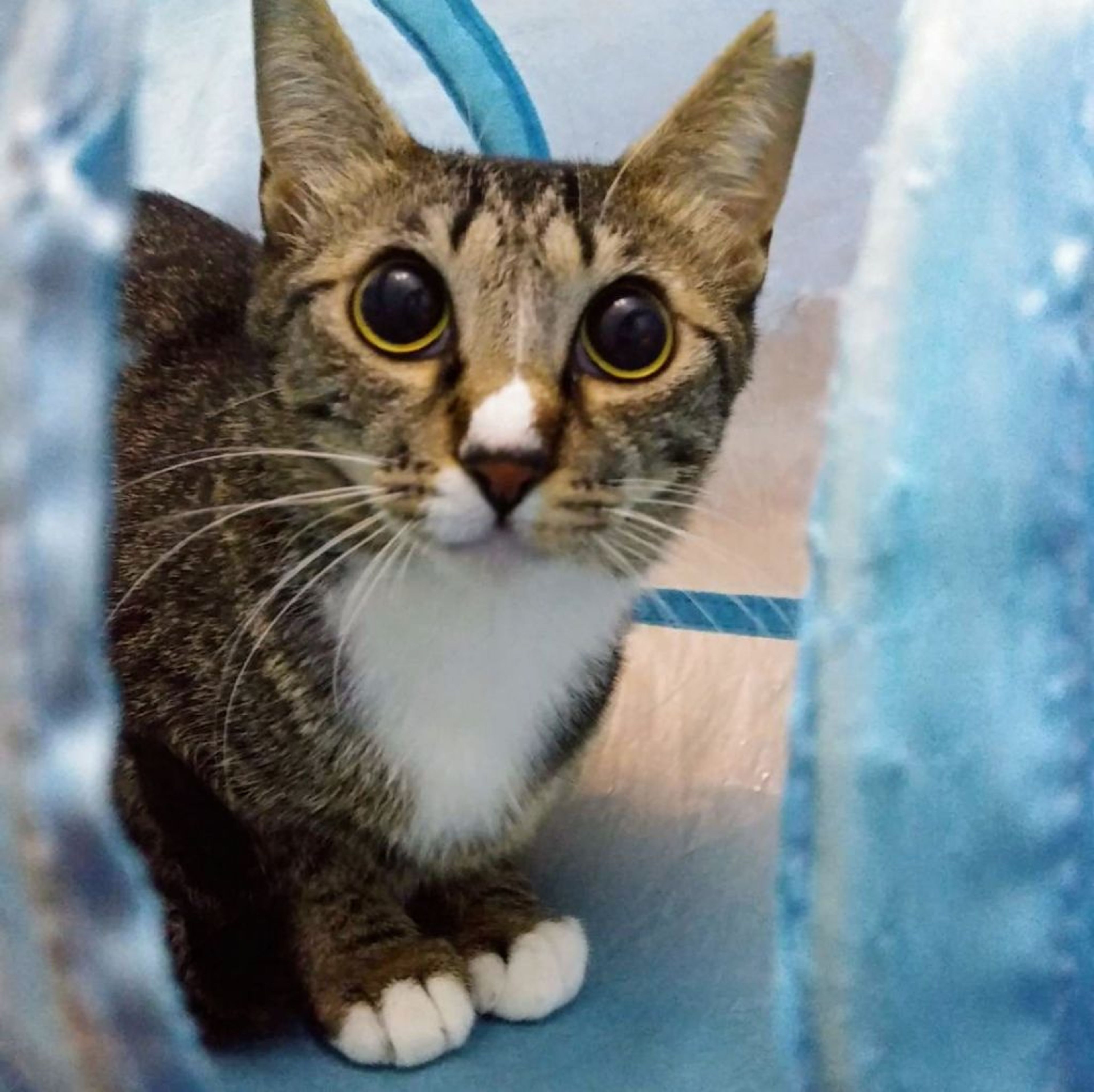 雑種（ミックス猫）・メスの里親募集の写真