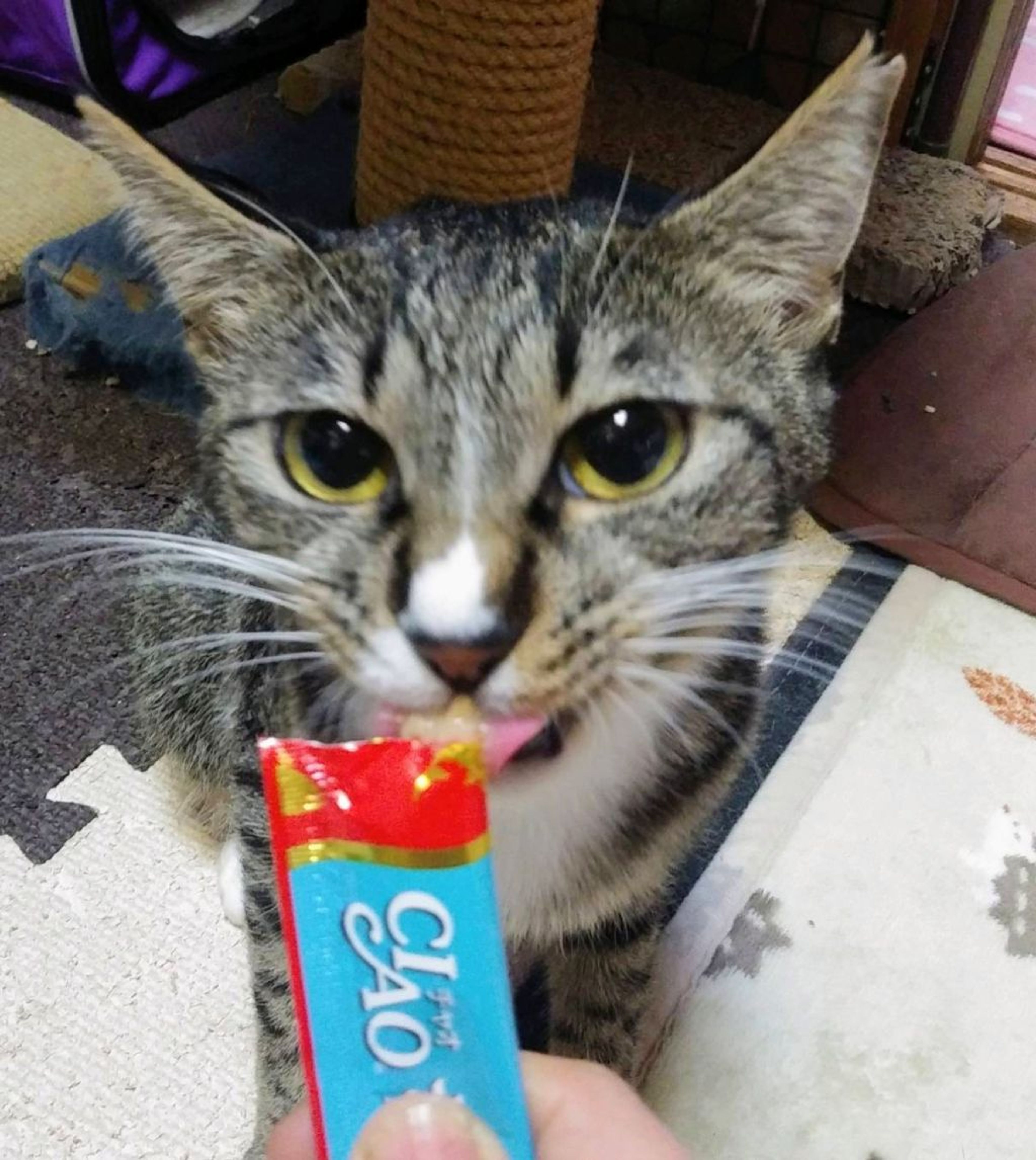 pet-image-2