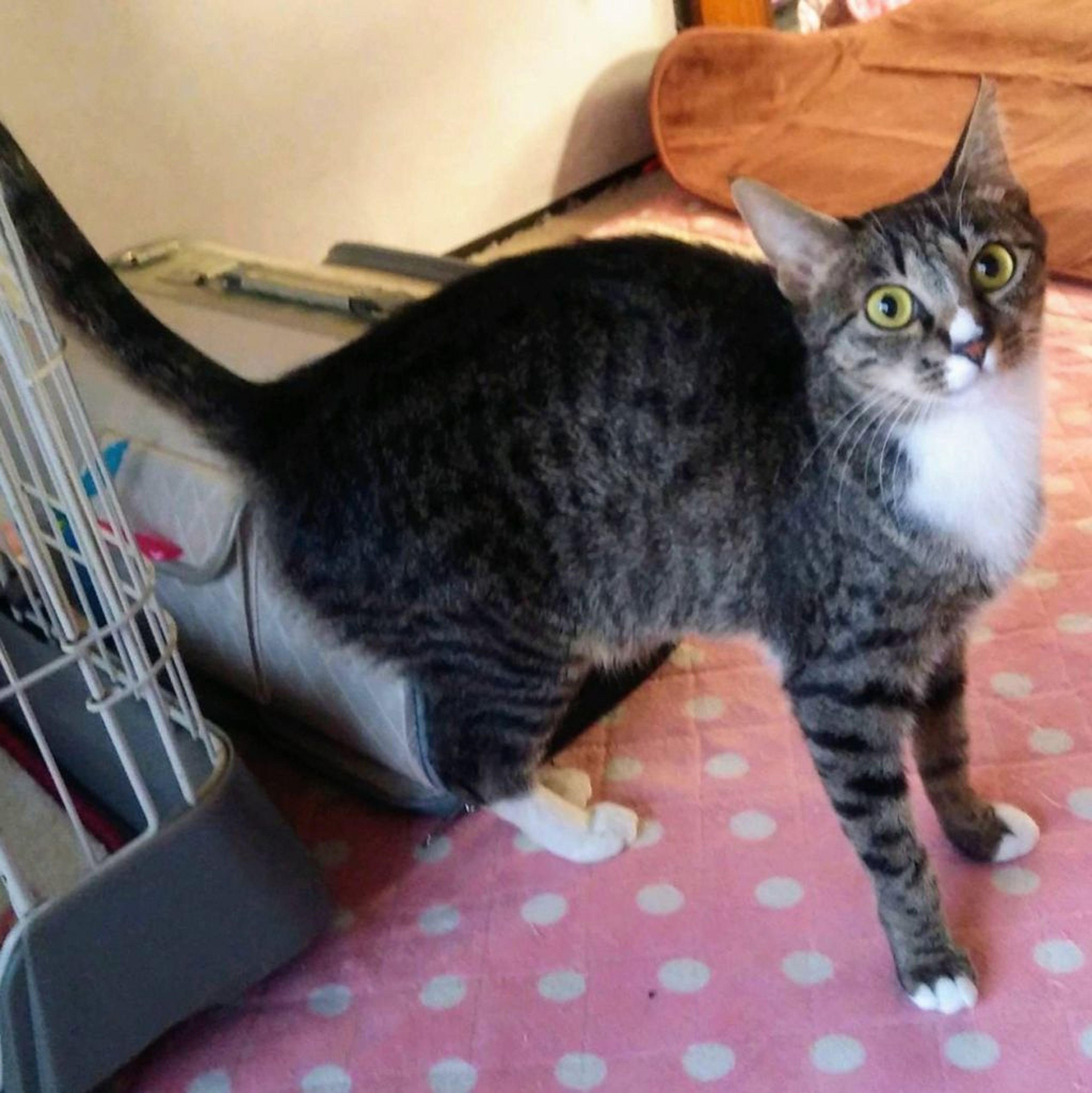 pet-image-3