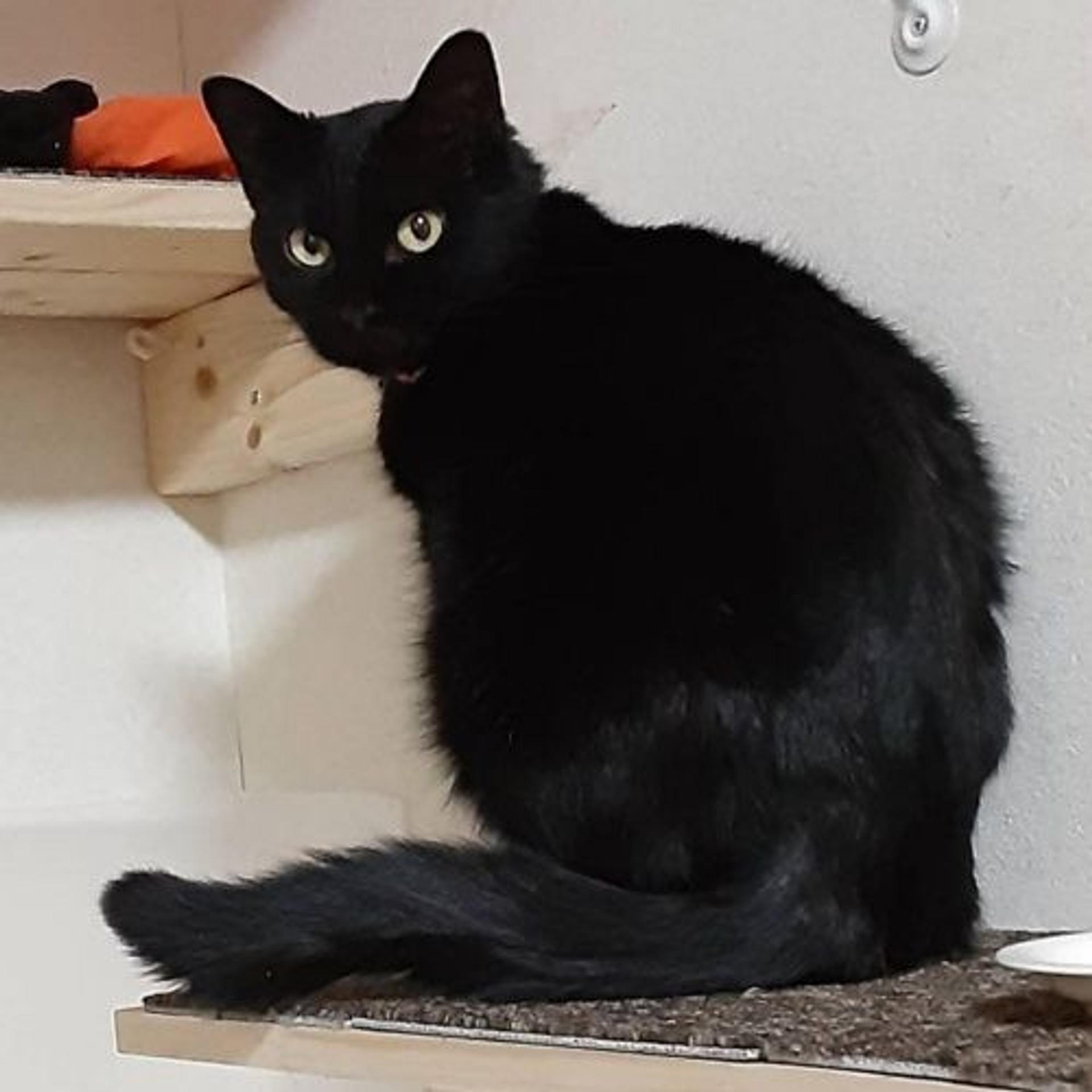 pet-image-3