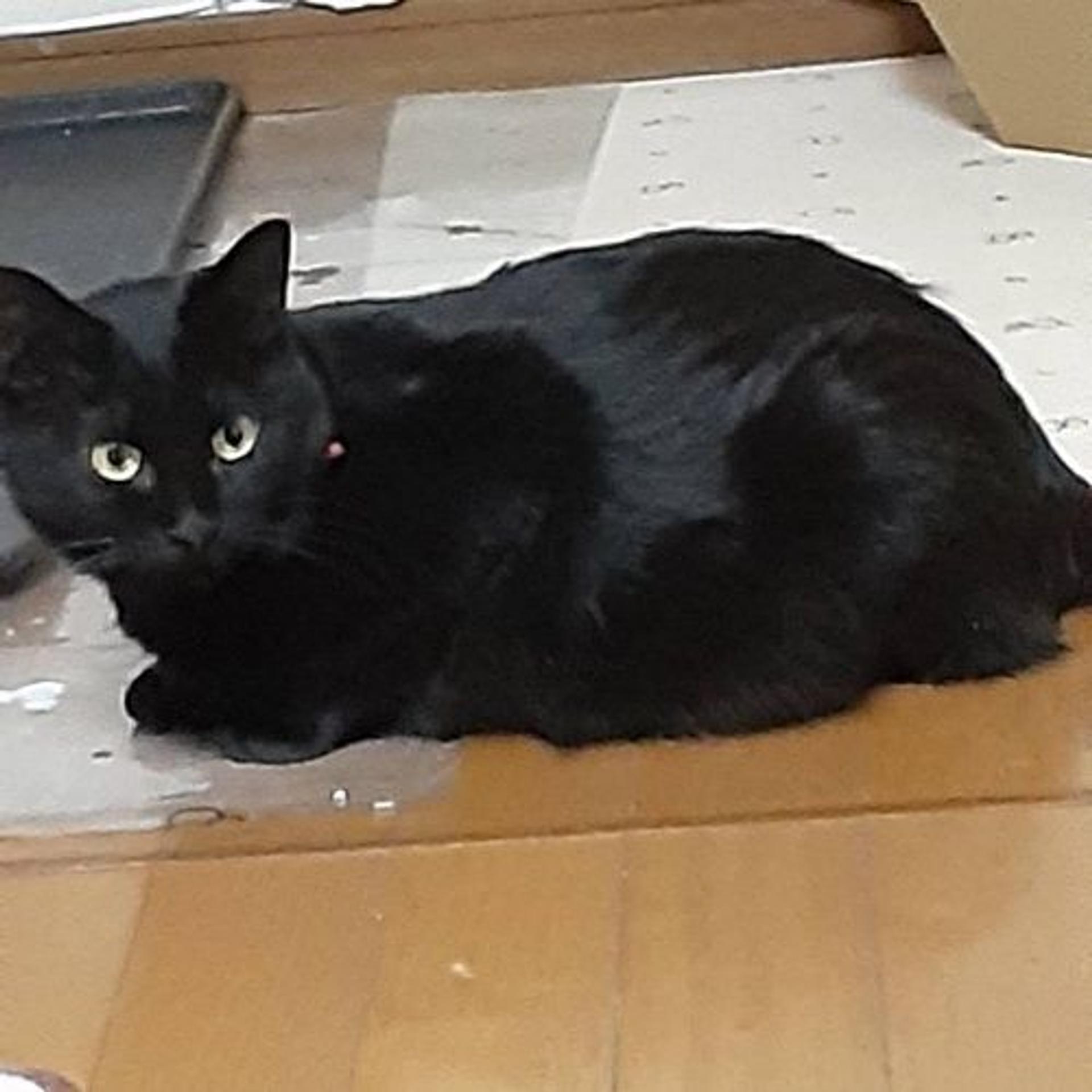 pet-image-5