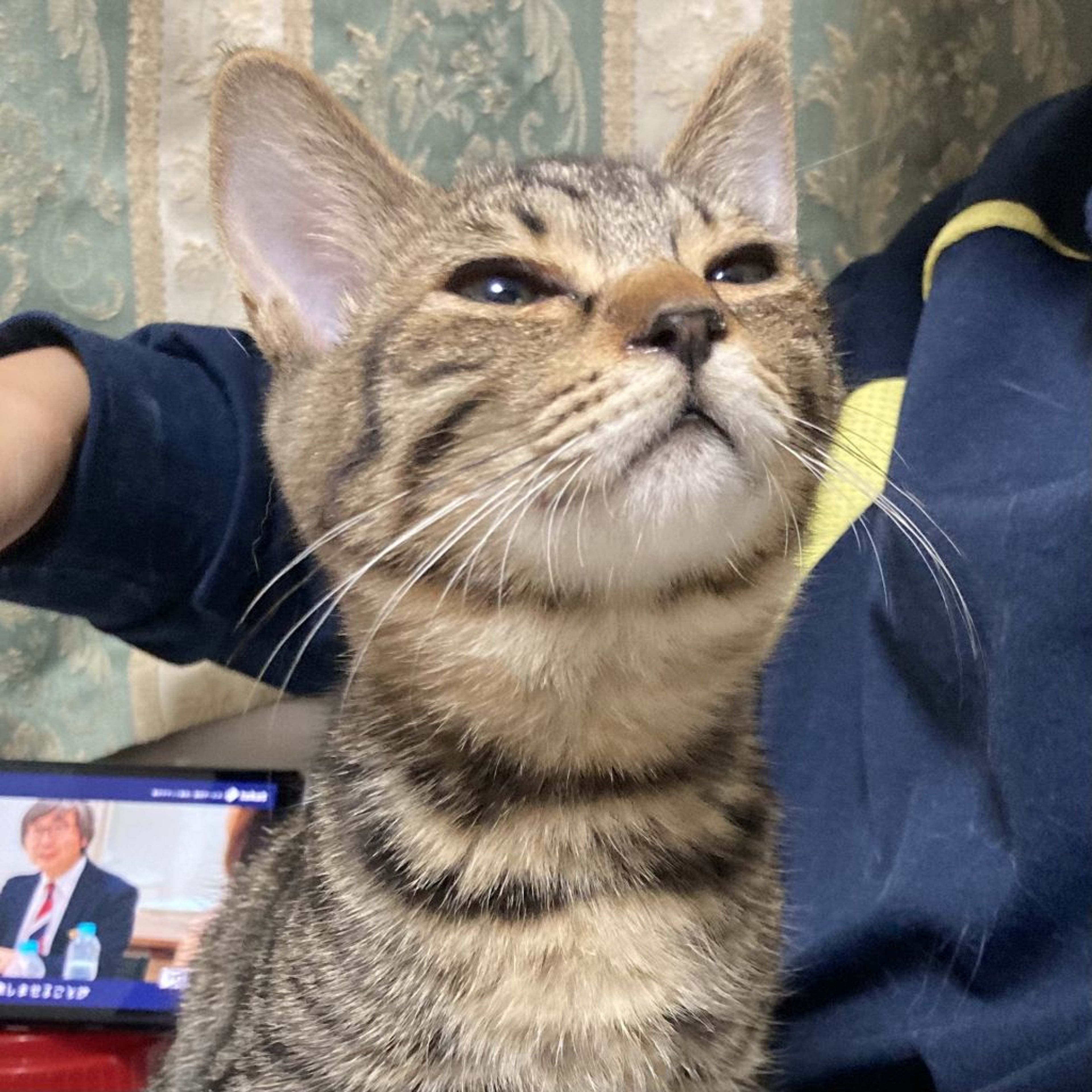 pet-image-4