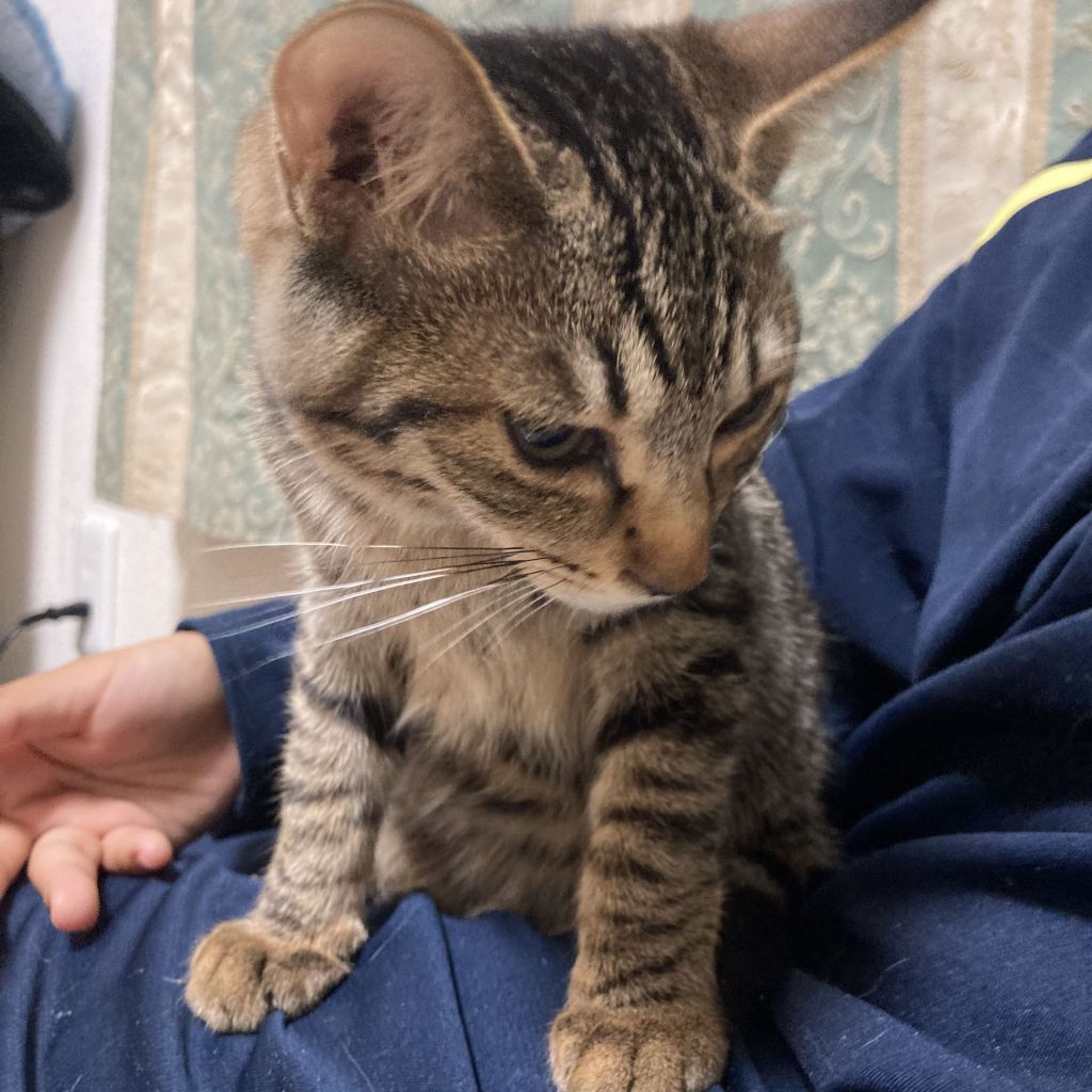 pet-image-5