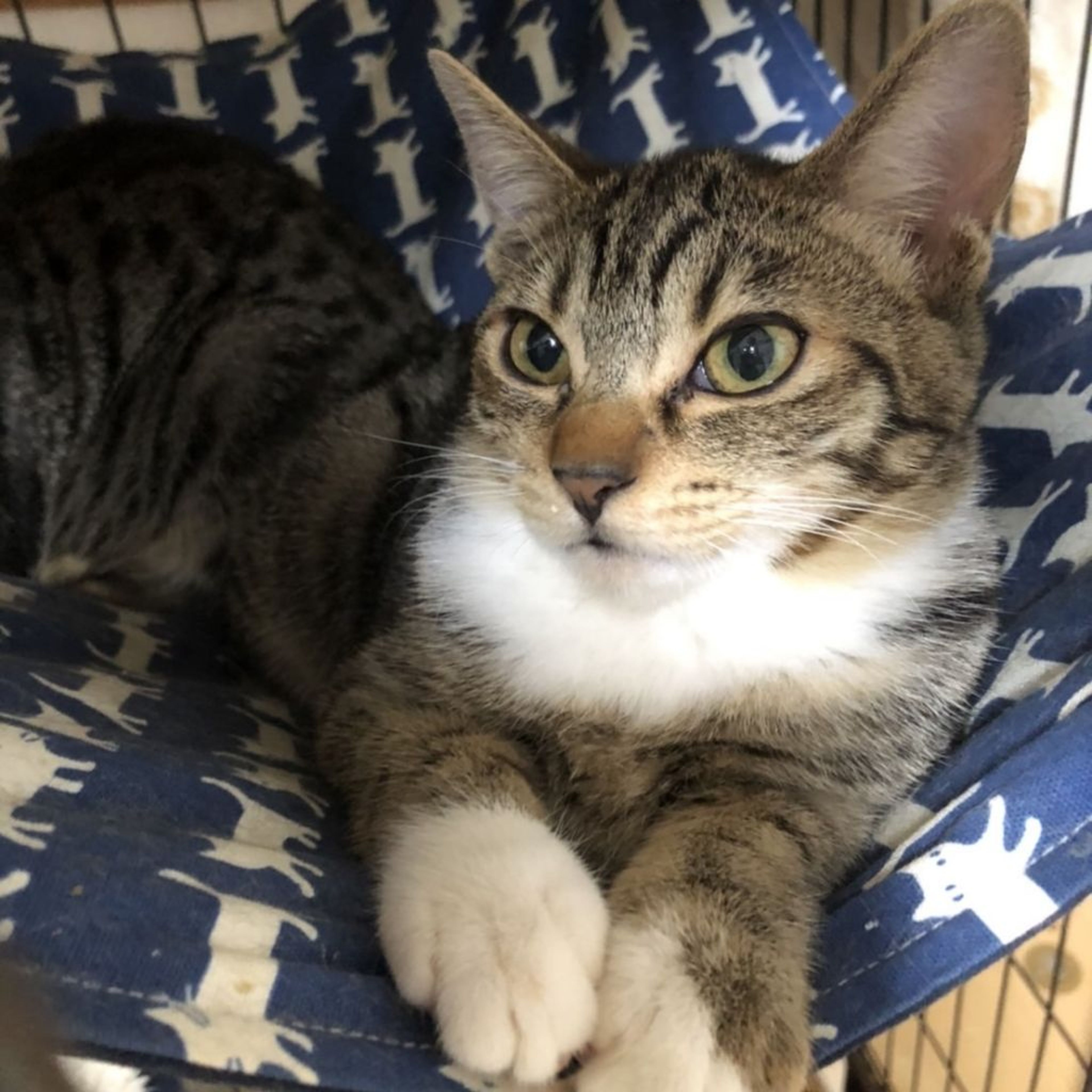 雑種（ミックス猫）・メスの里親募集の写真