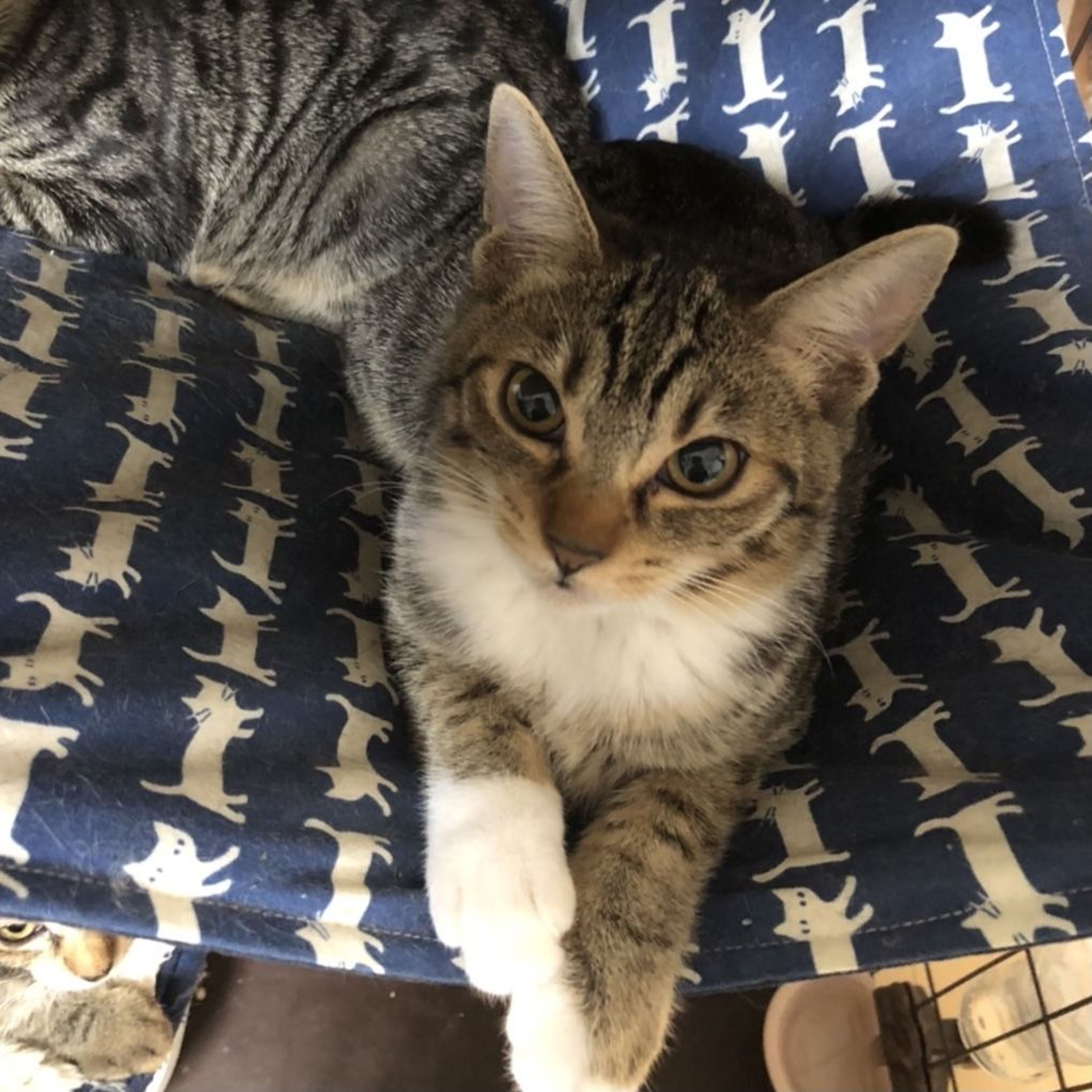 pet-image-3