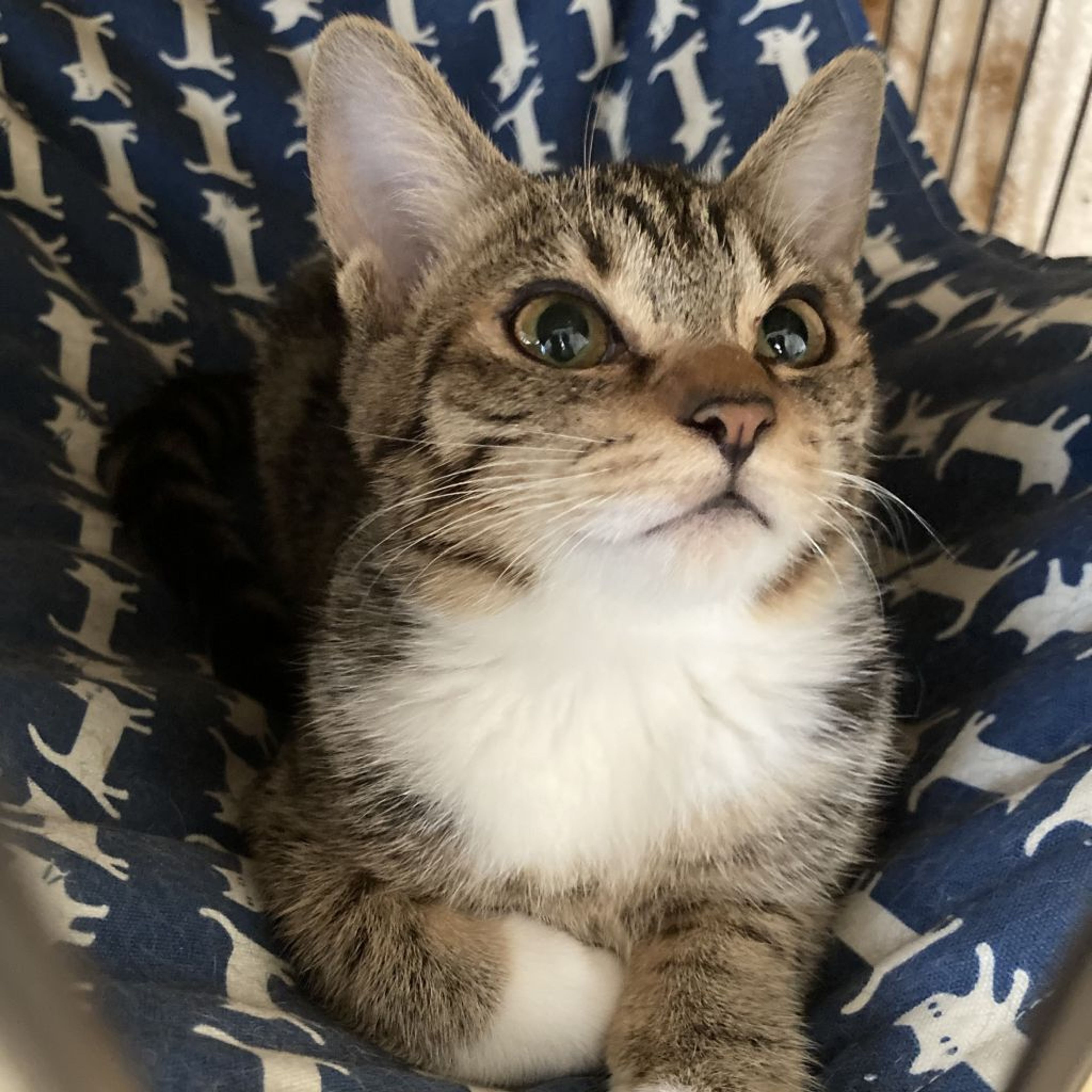 pet-image-2