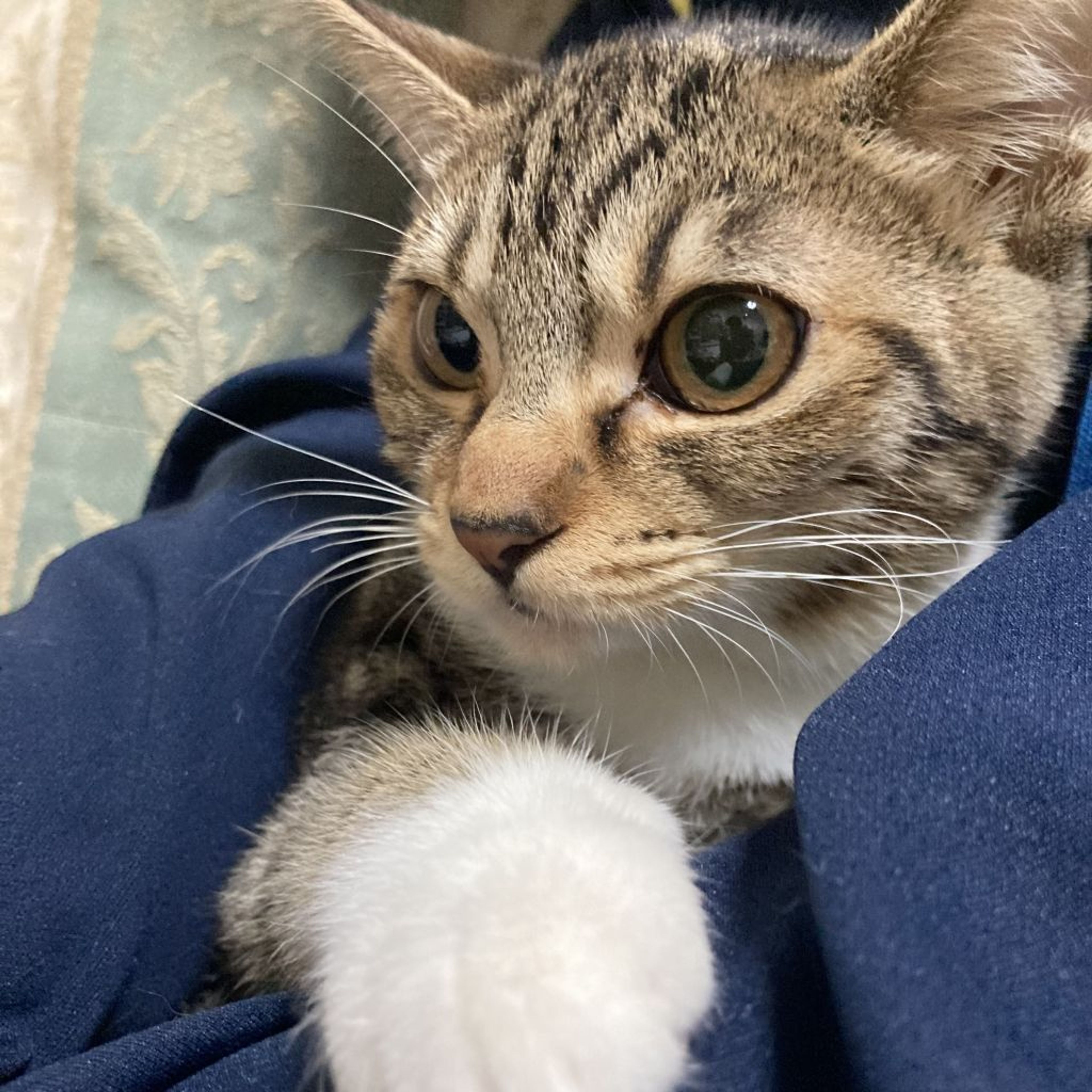 pet-image-4