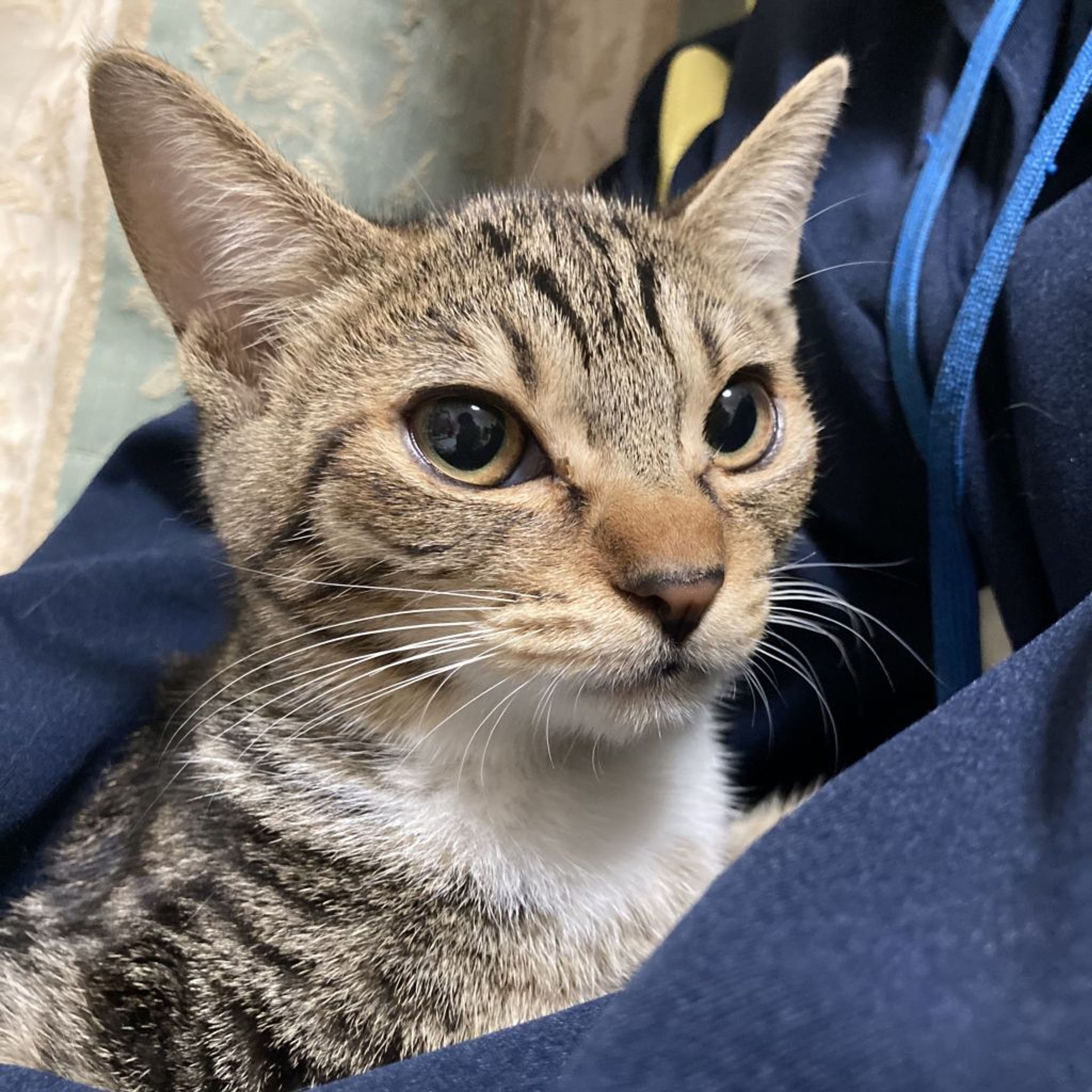 pet-image-5