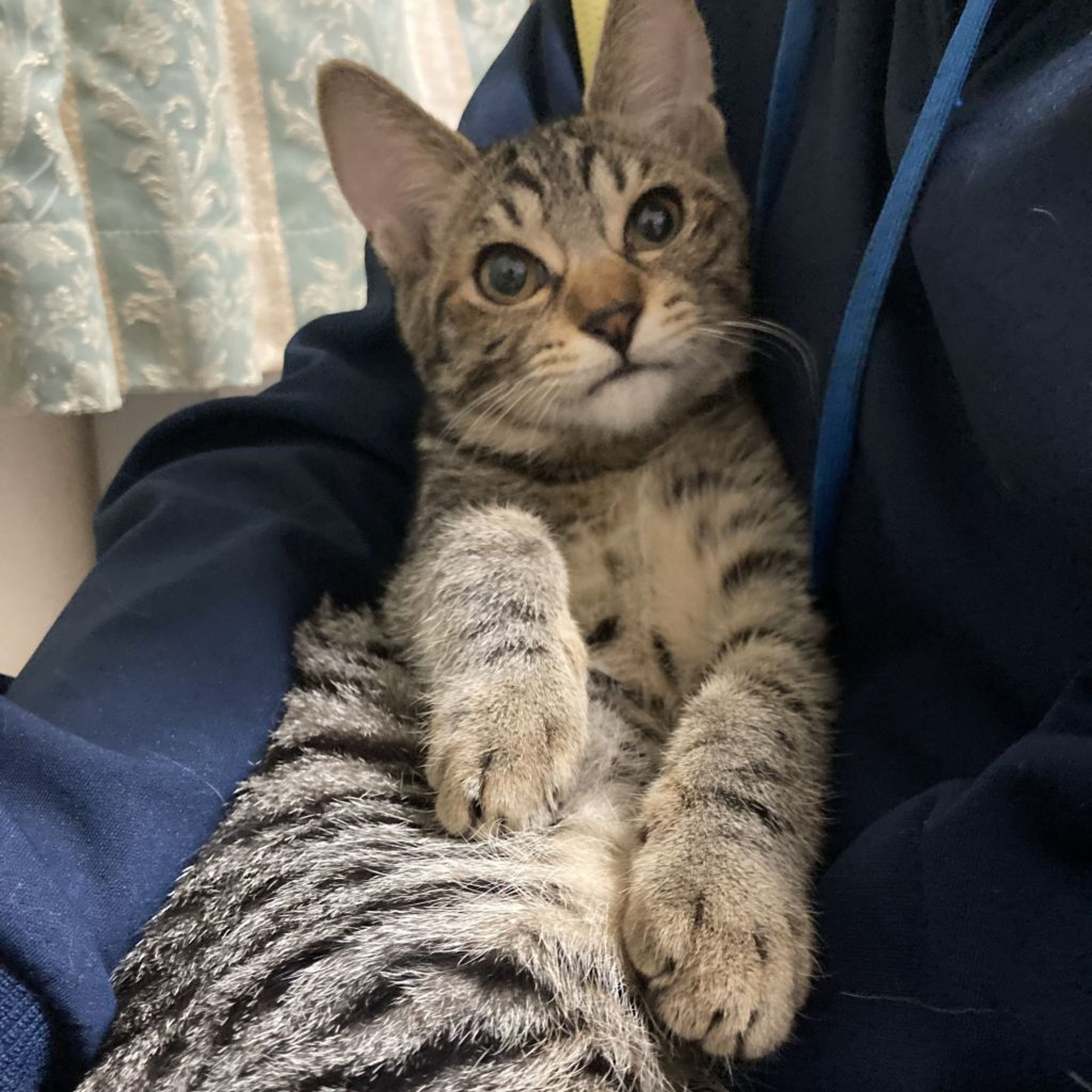 pet-image-2