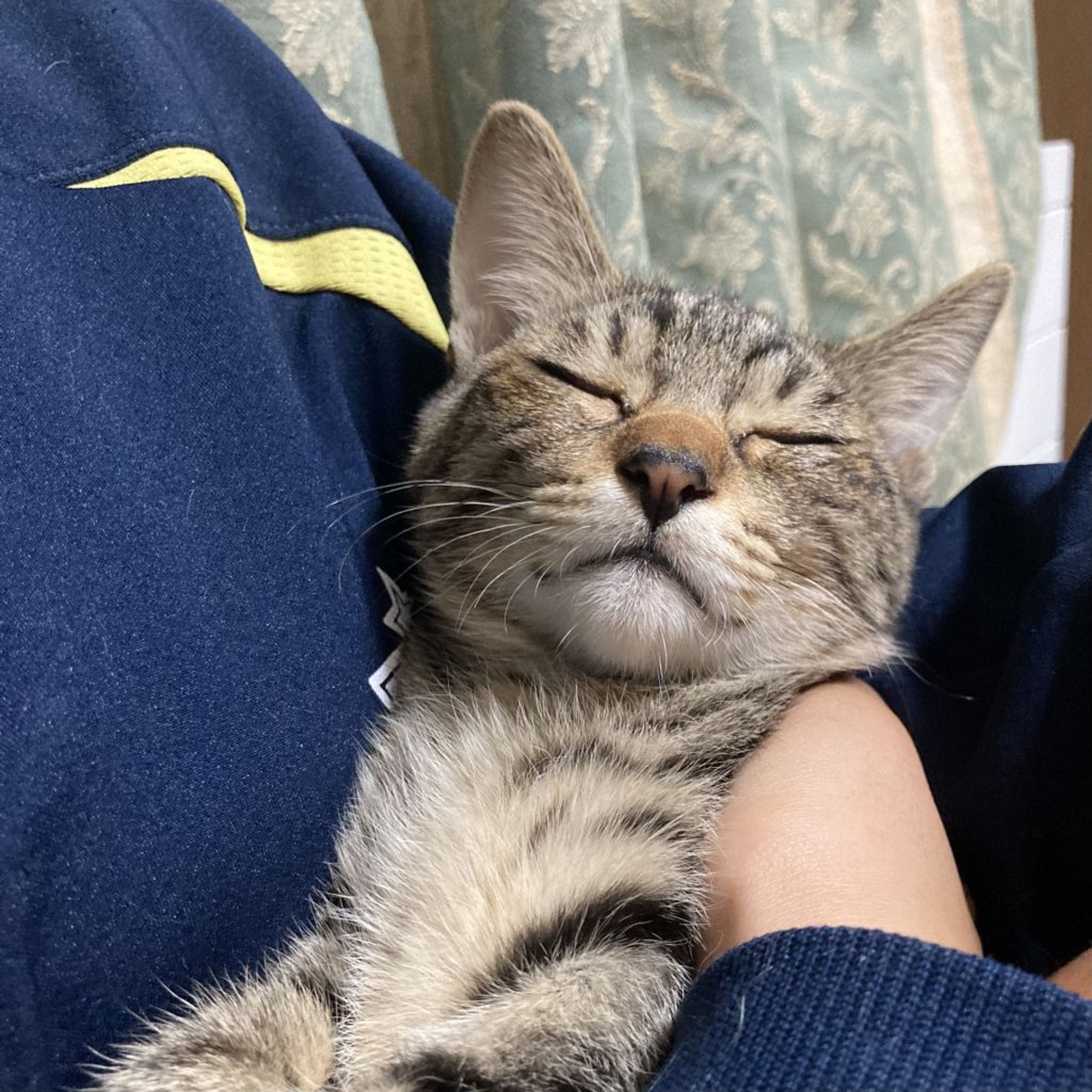 pet-image-4