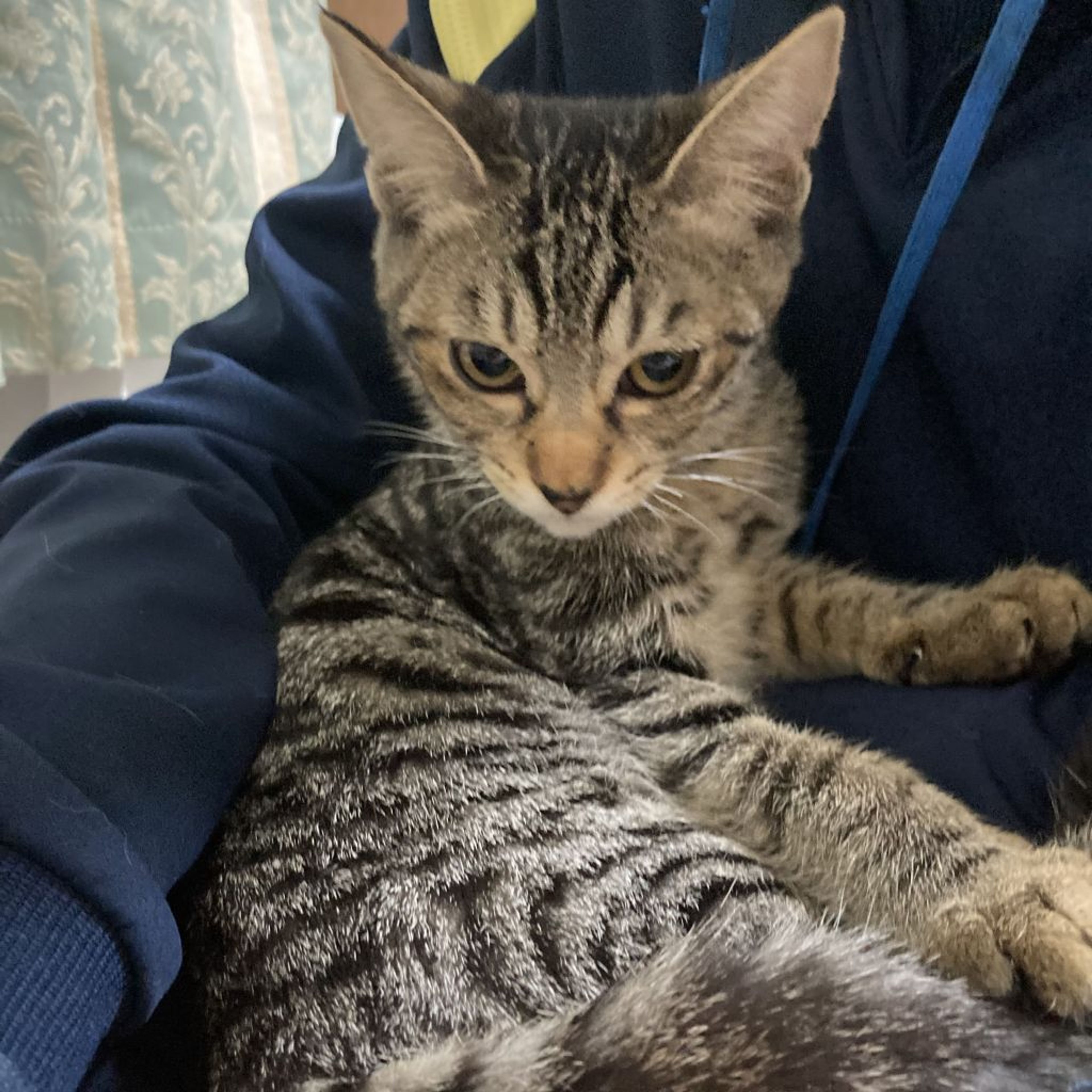 pet-image-5